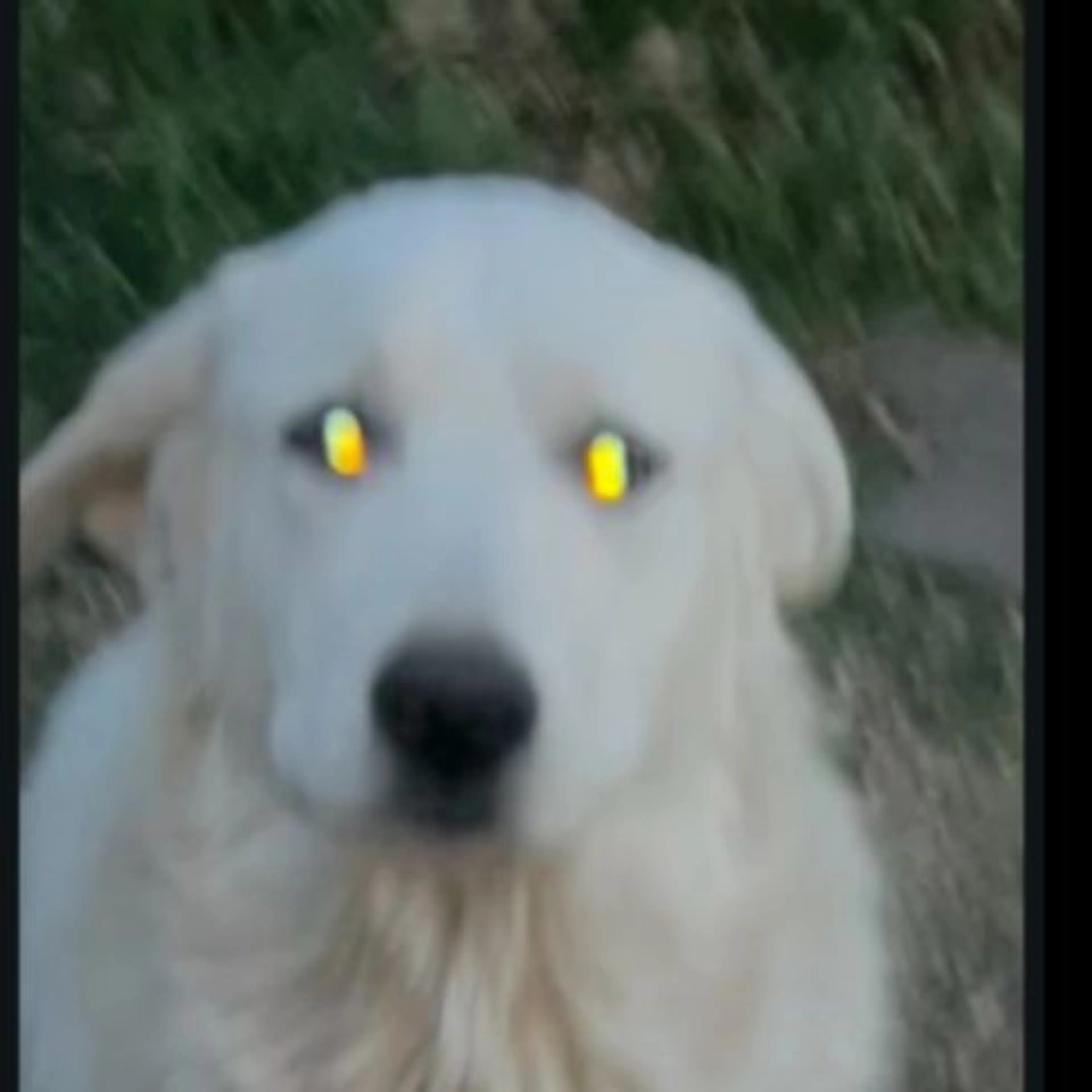 Found pet