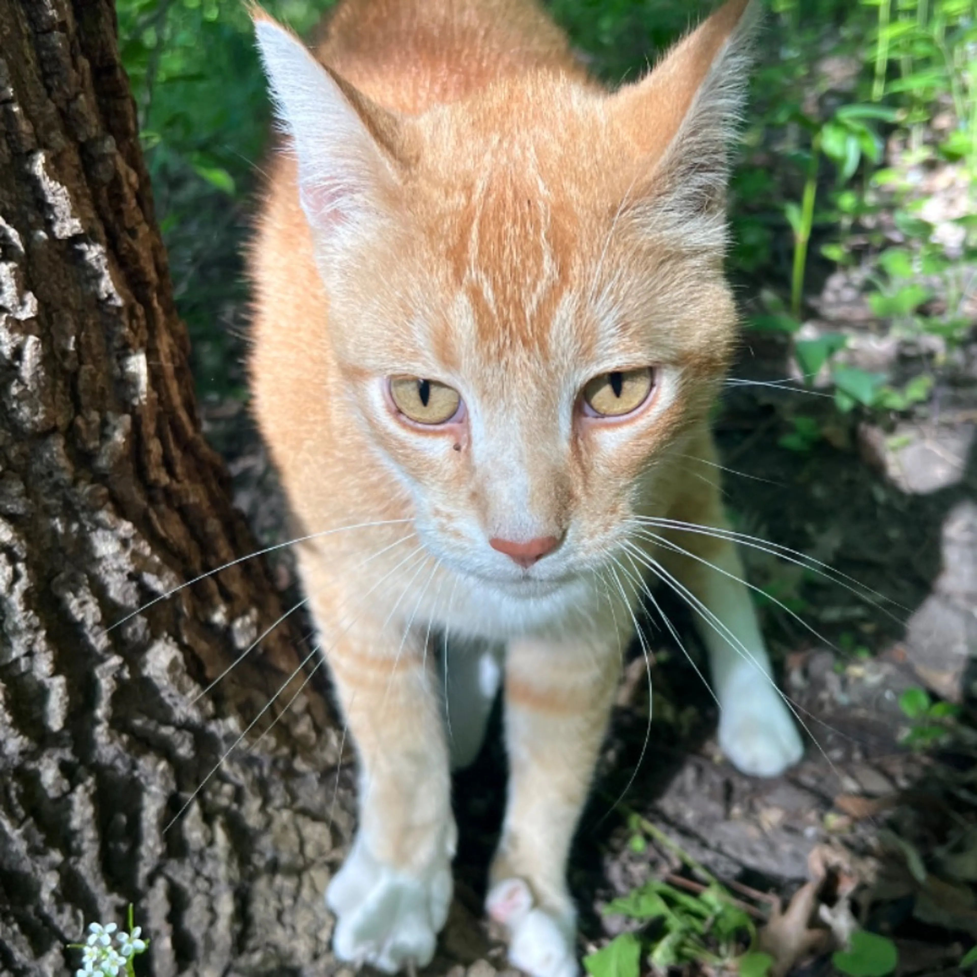 Found pet