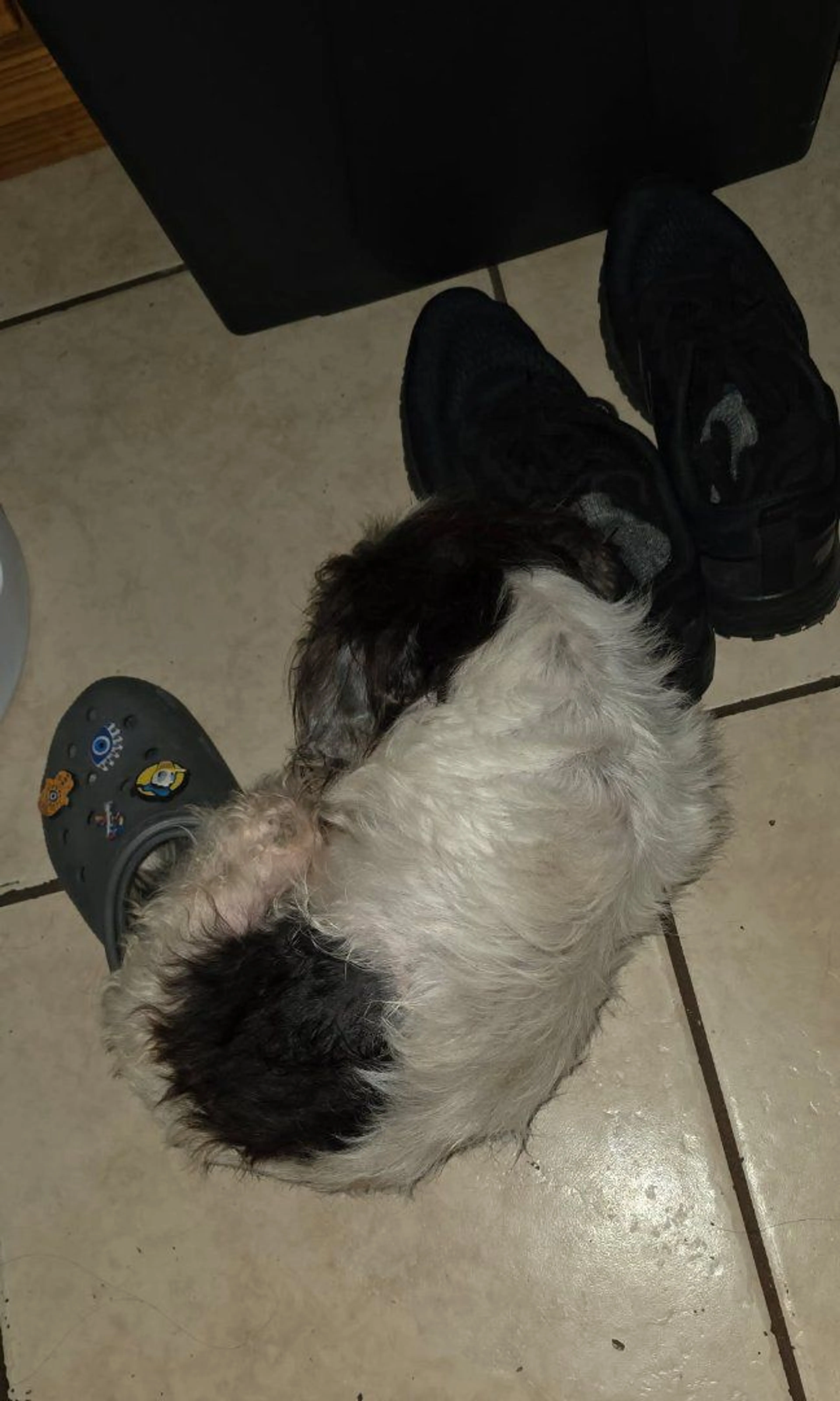 Lost pet-1