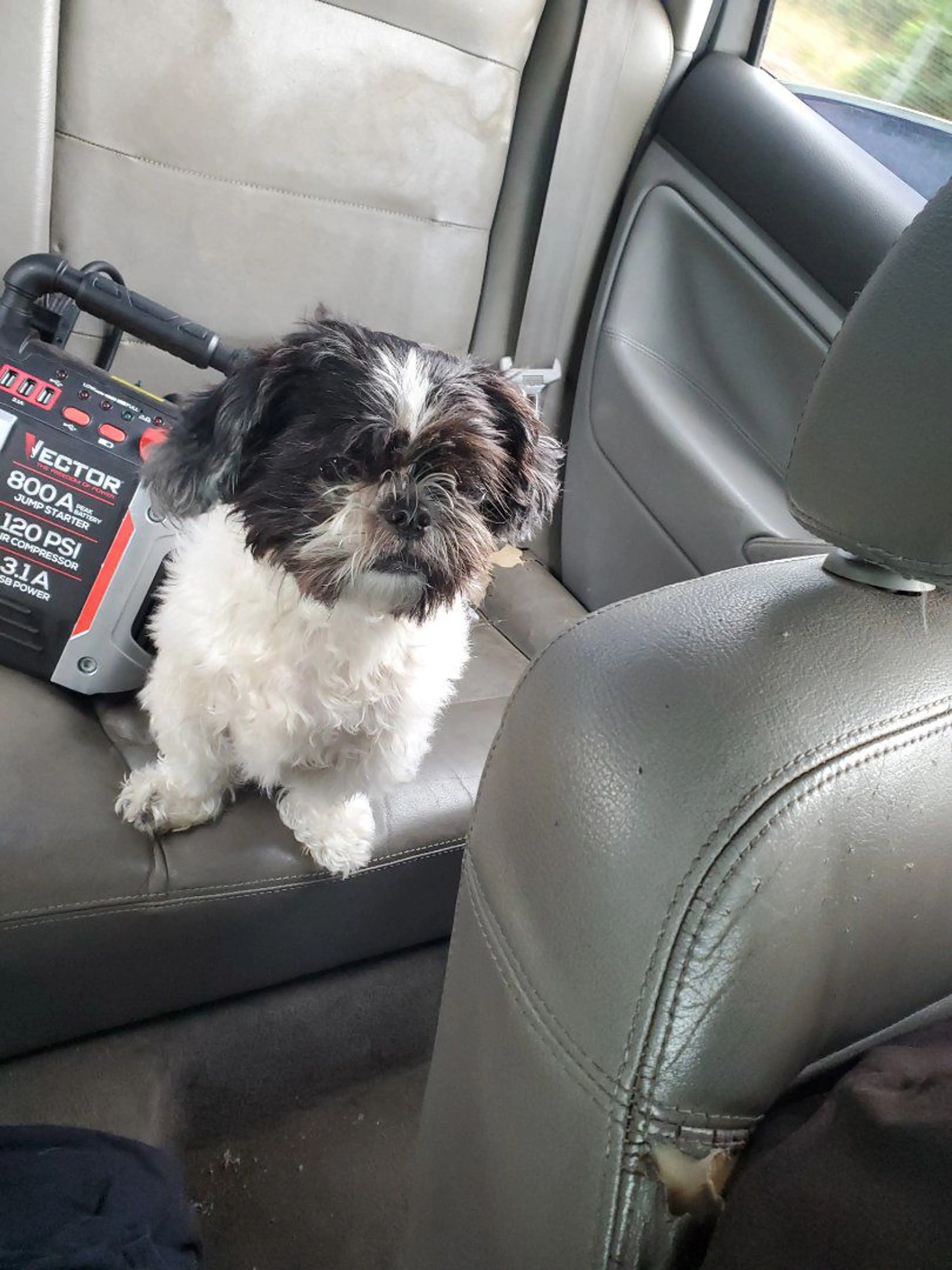 Lost pet-2