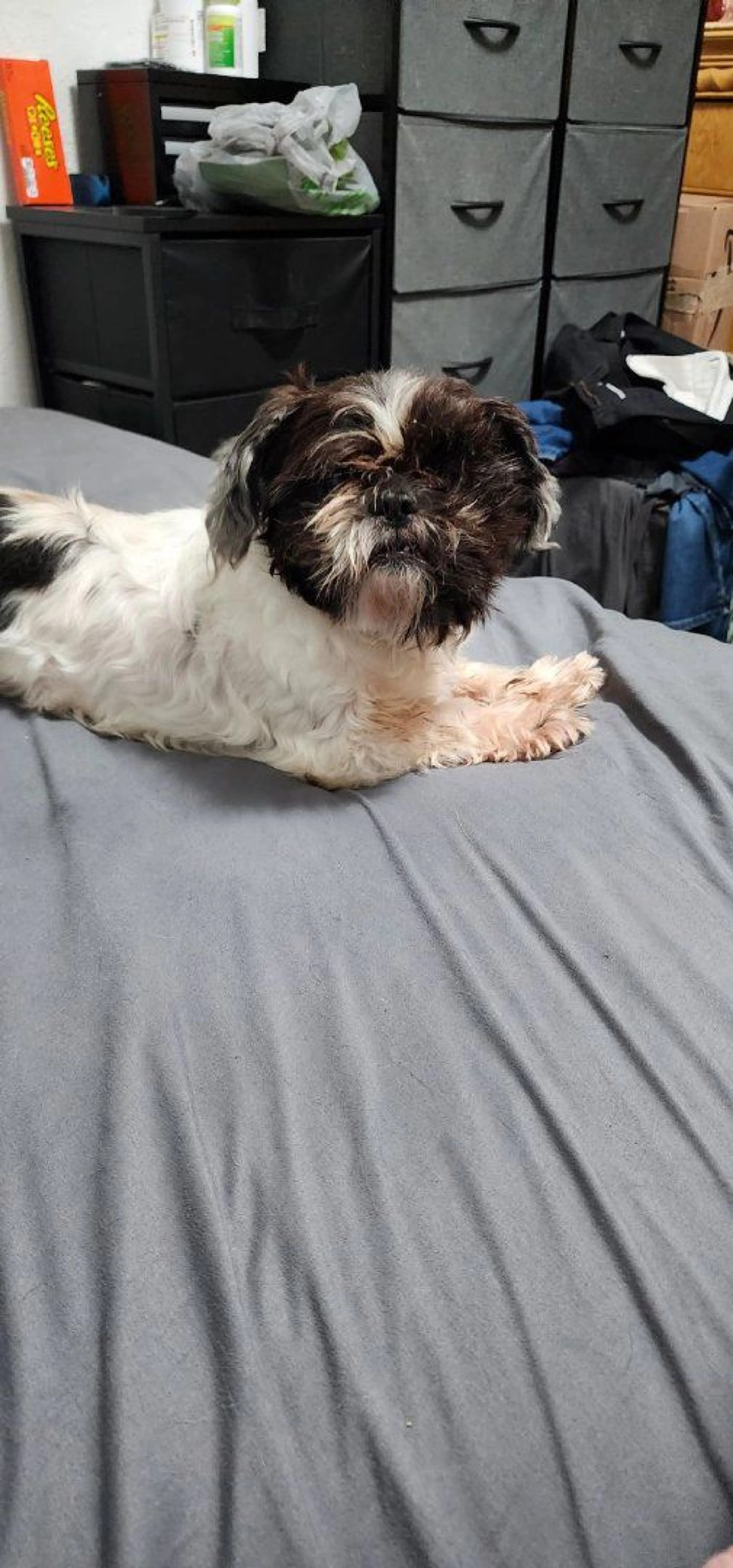Lost pet-0