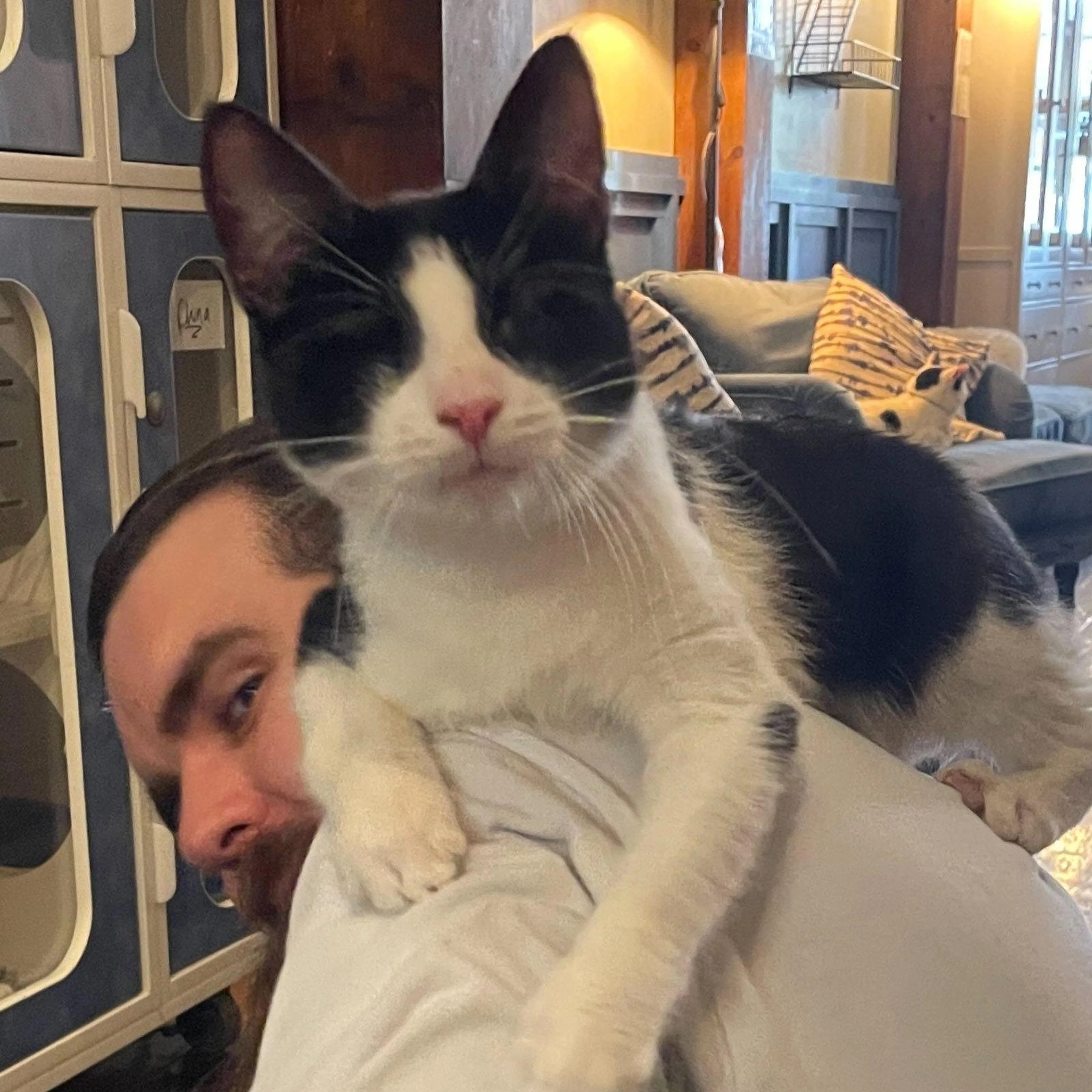 Found pet-0