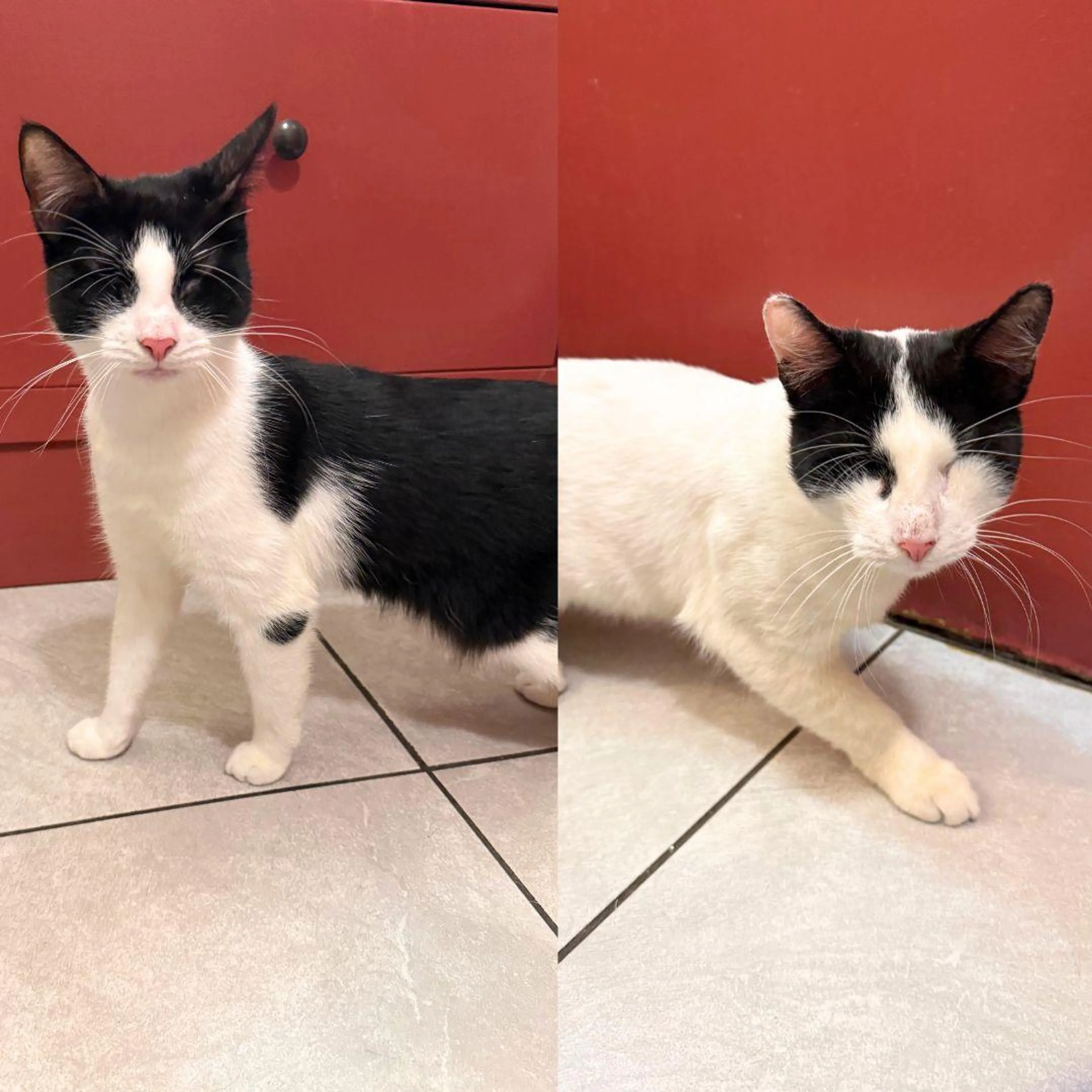Found pet-1