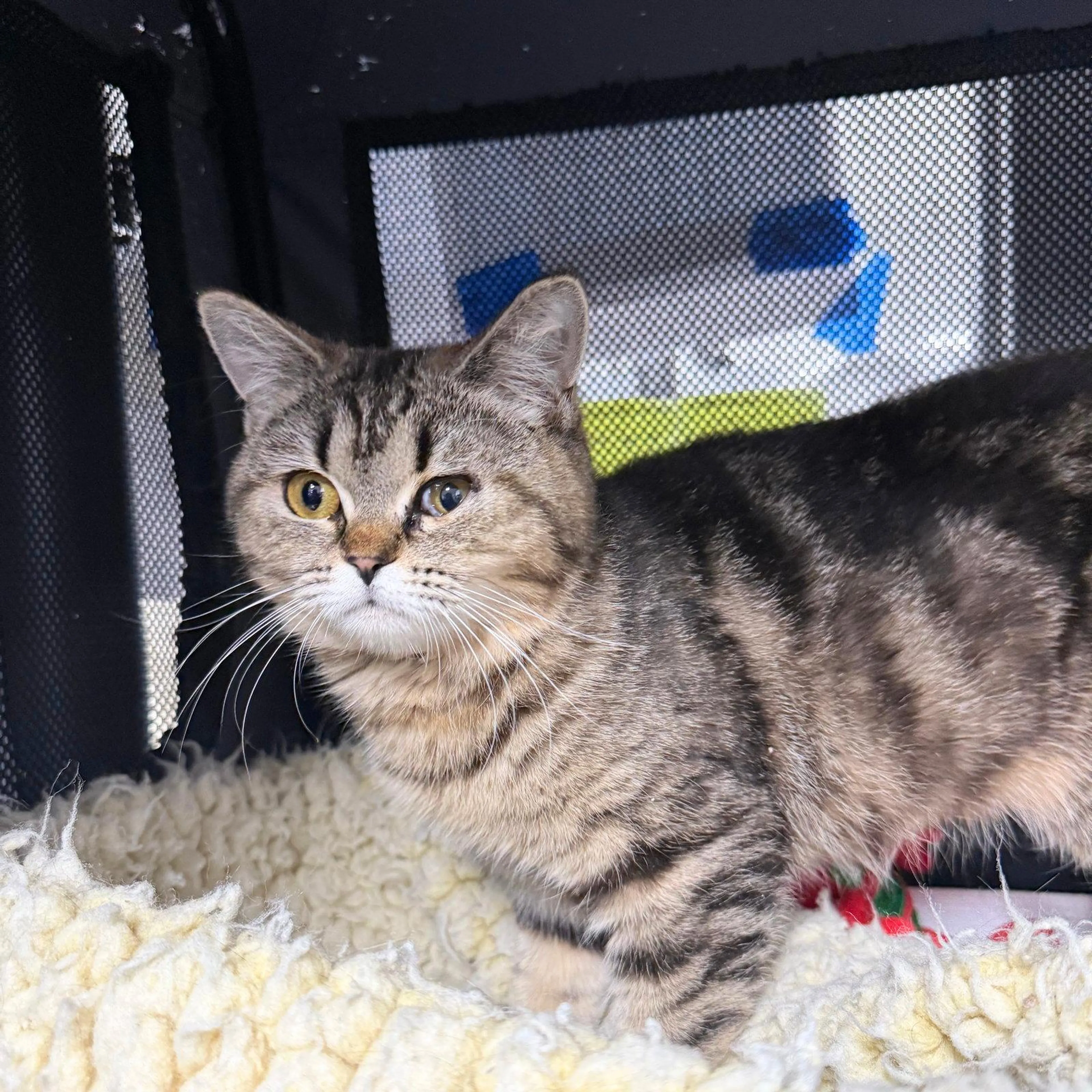 Found pet-1