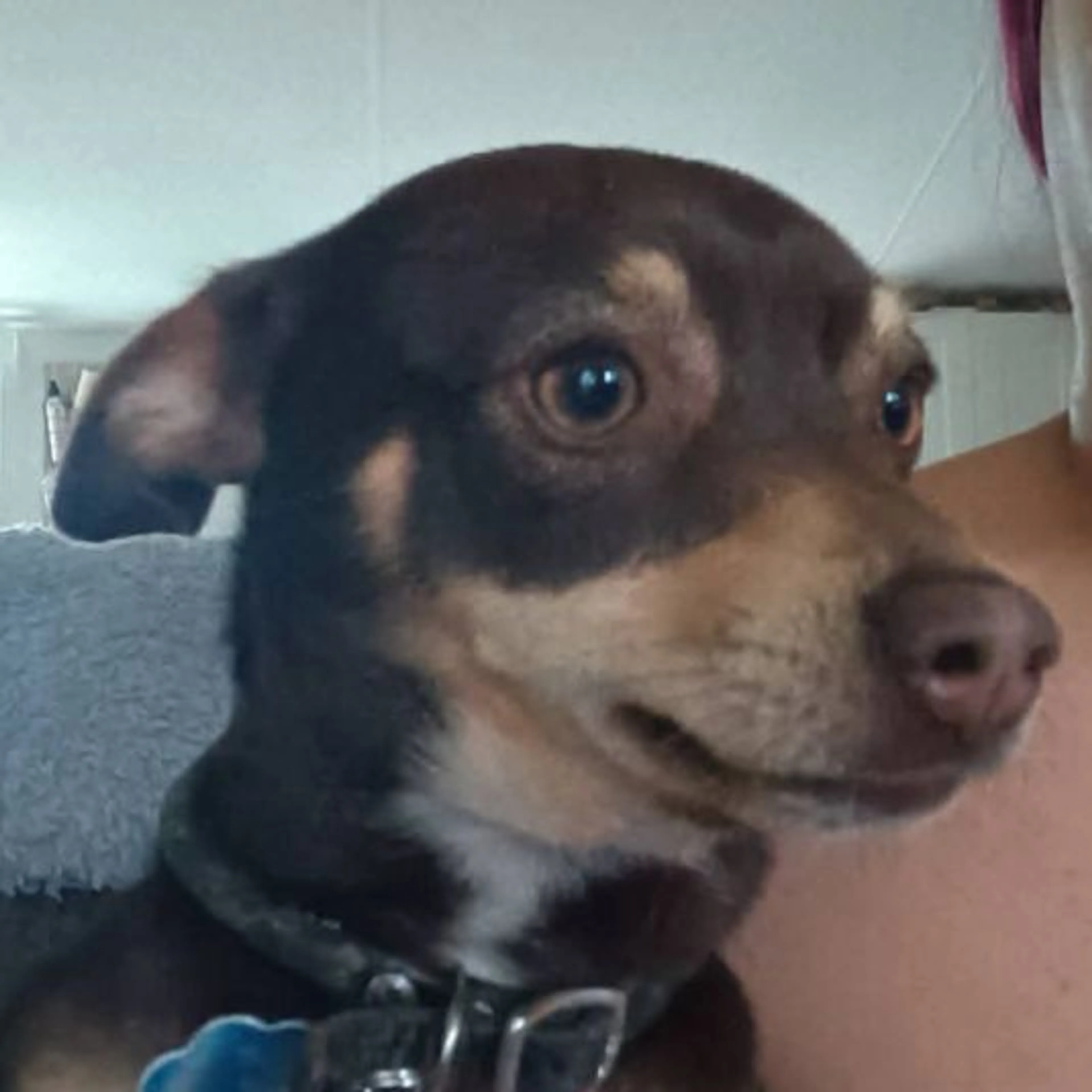 Lost pet