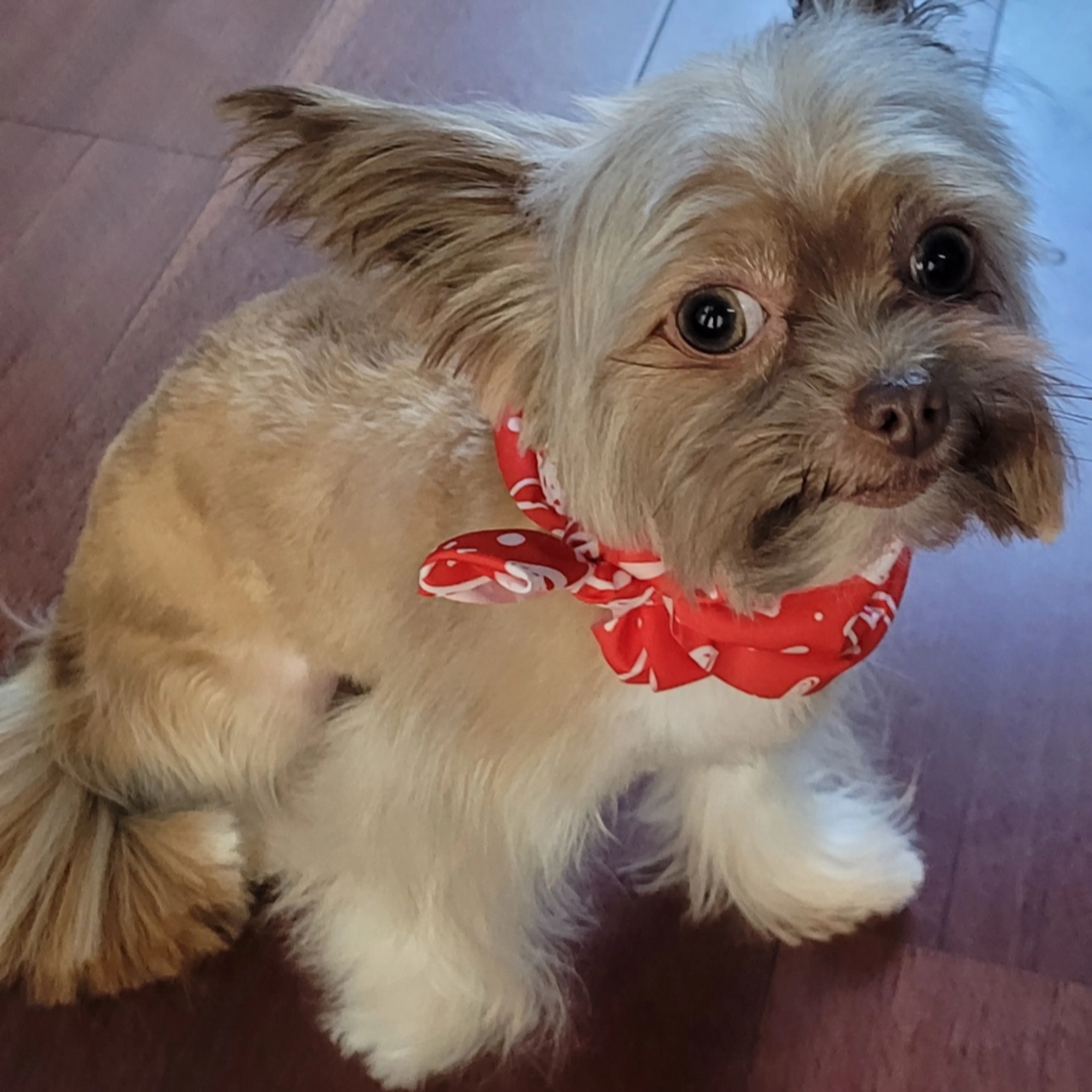 Lost pet-1