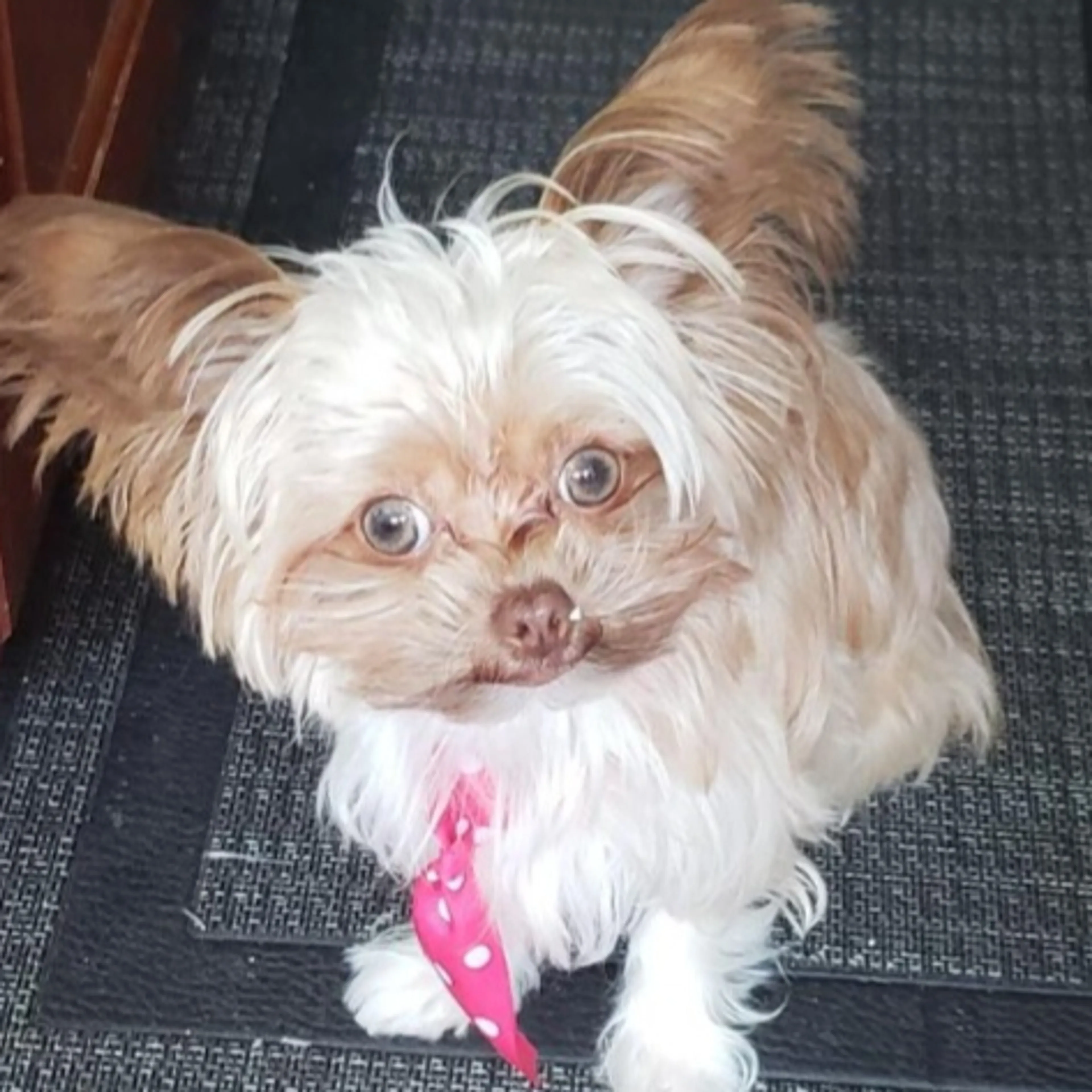 Lost pet-2
