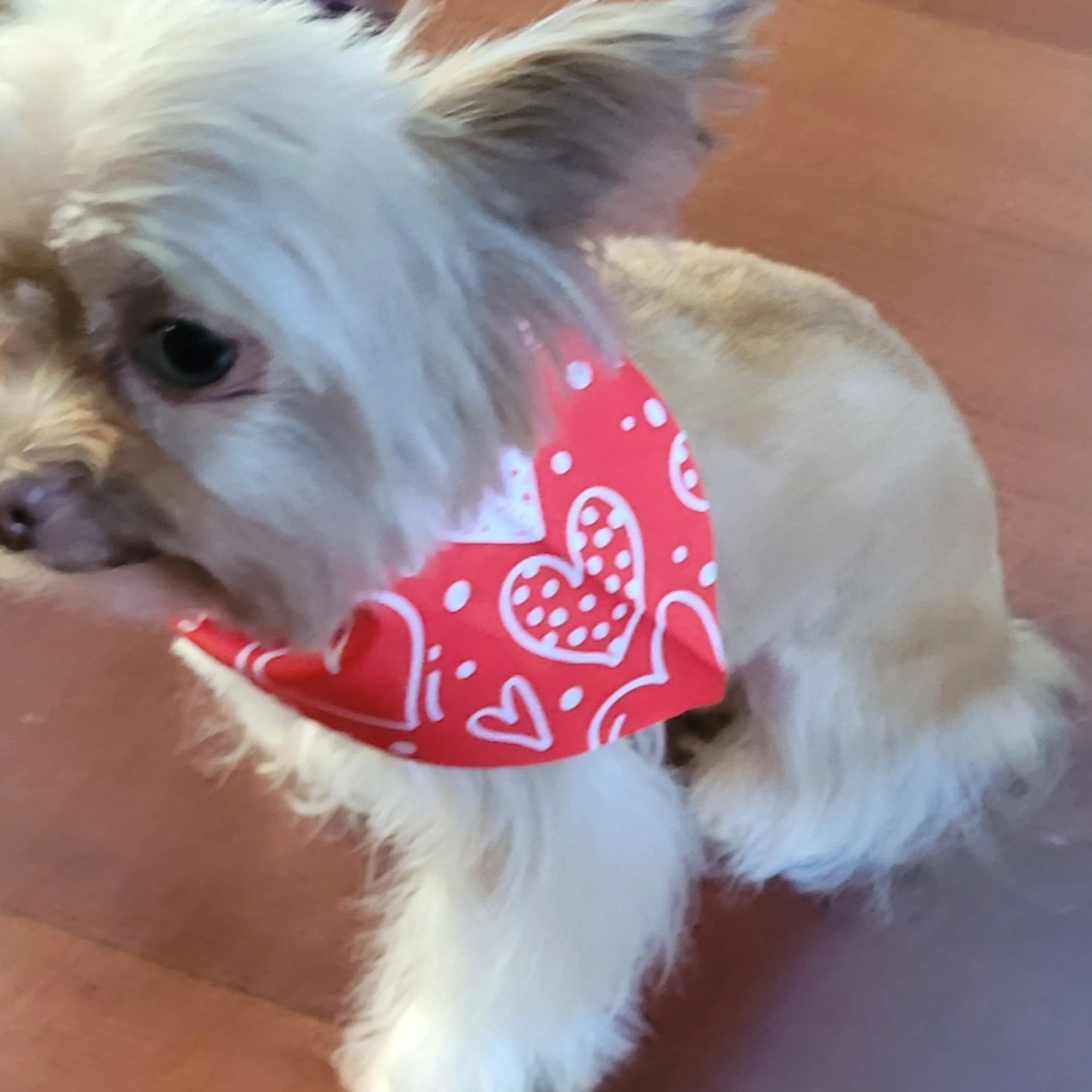 Lost pet-3
