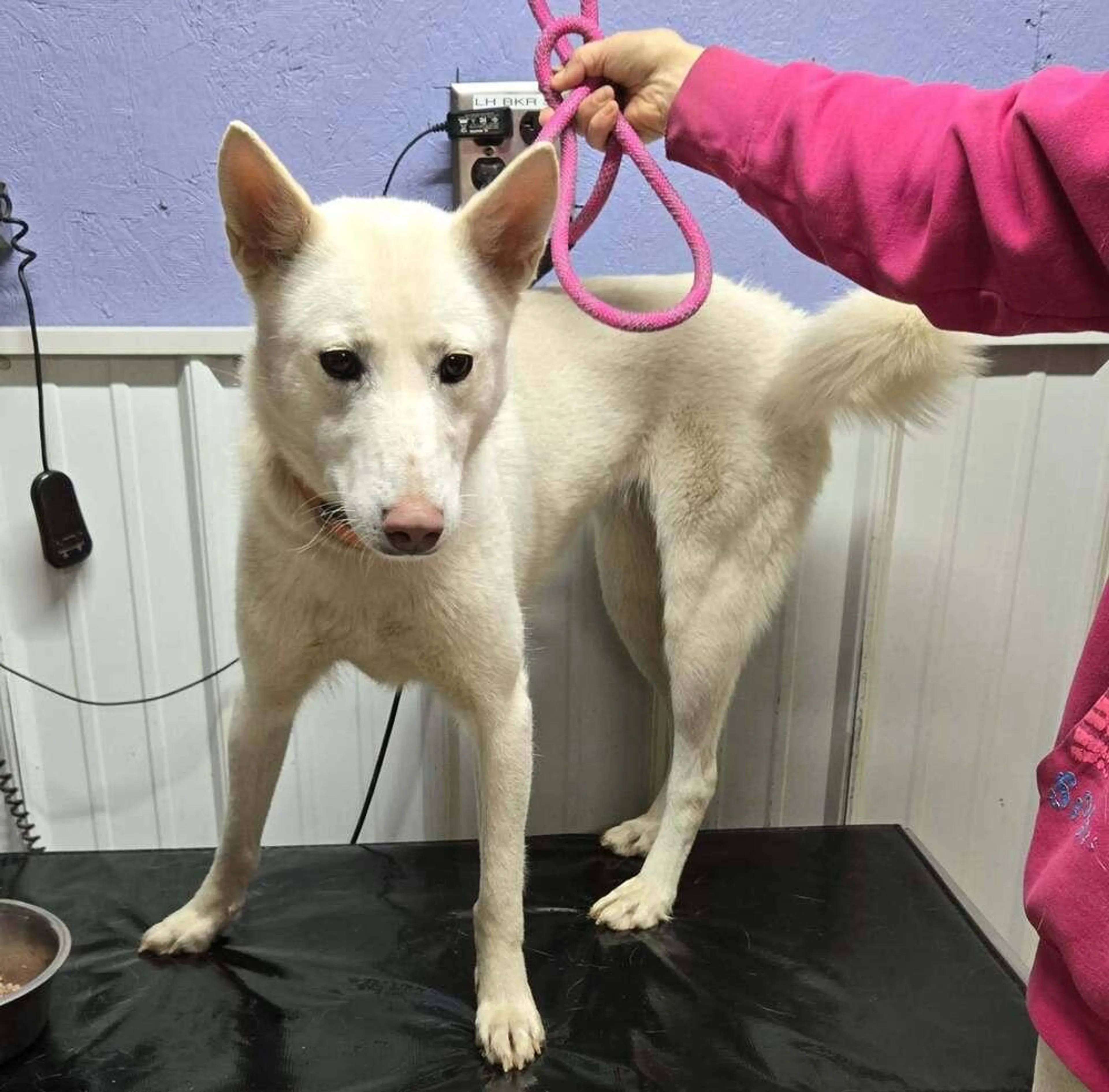 Found pet