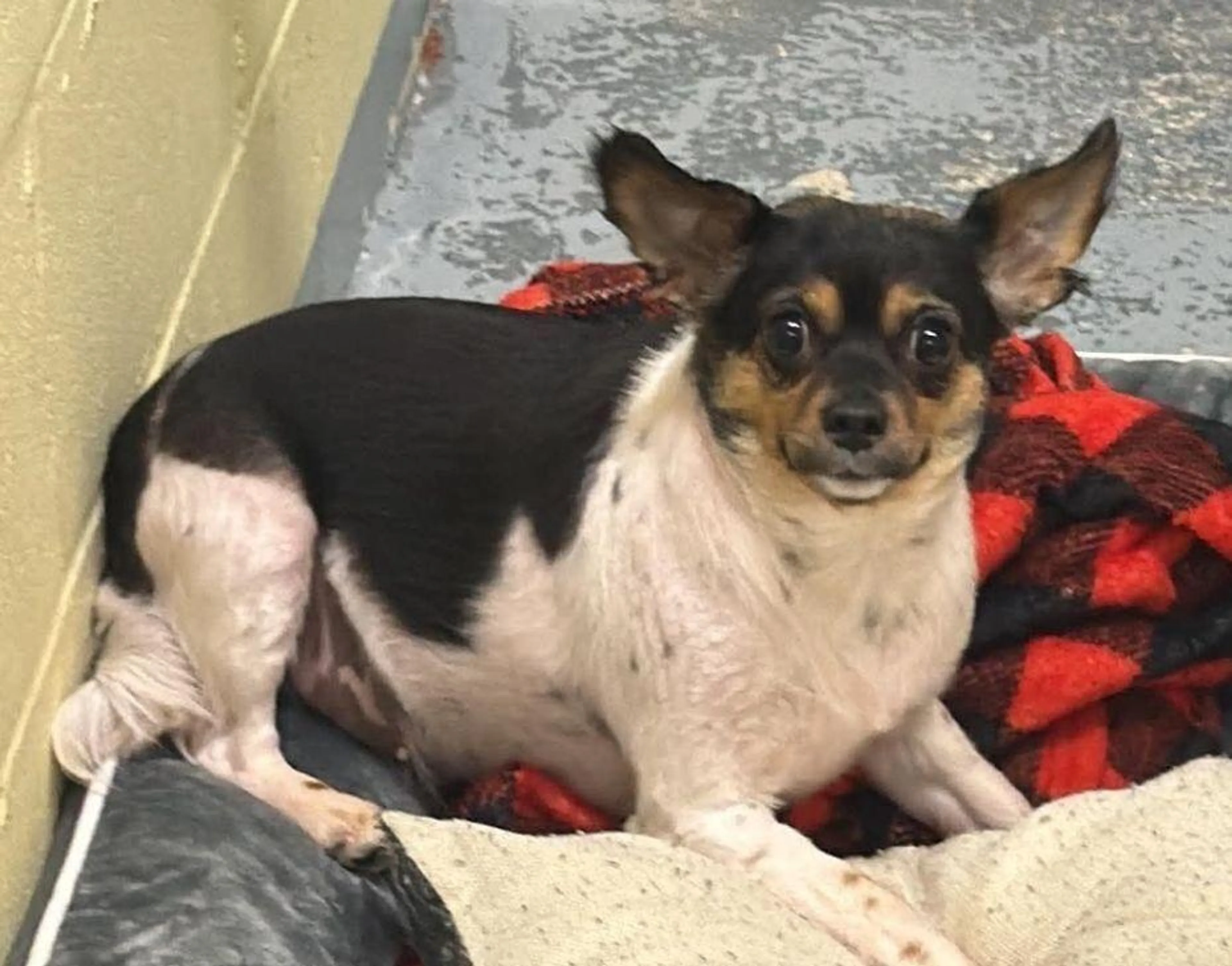 Found pet