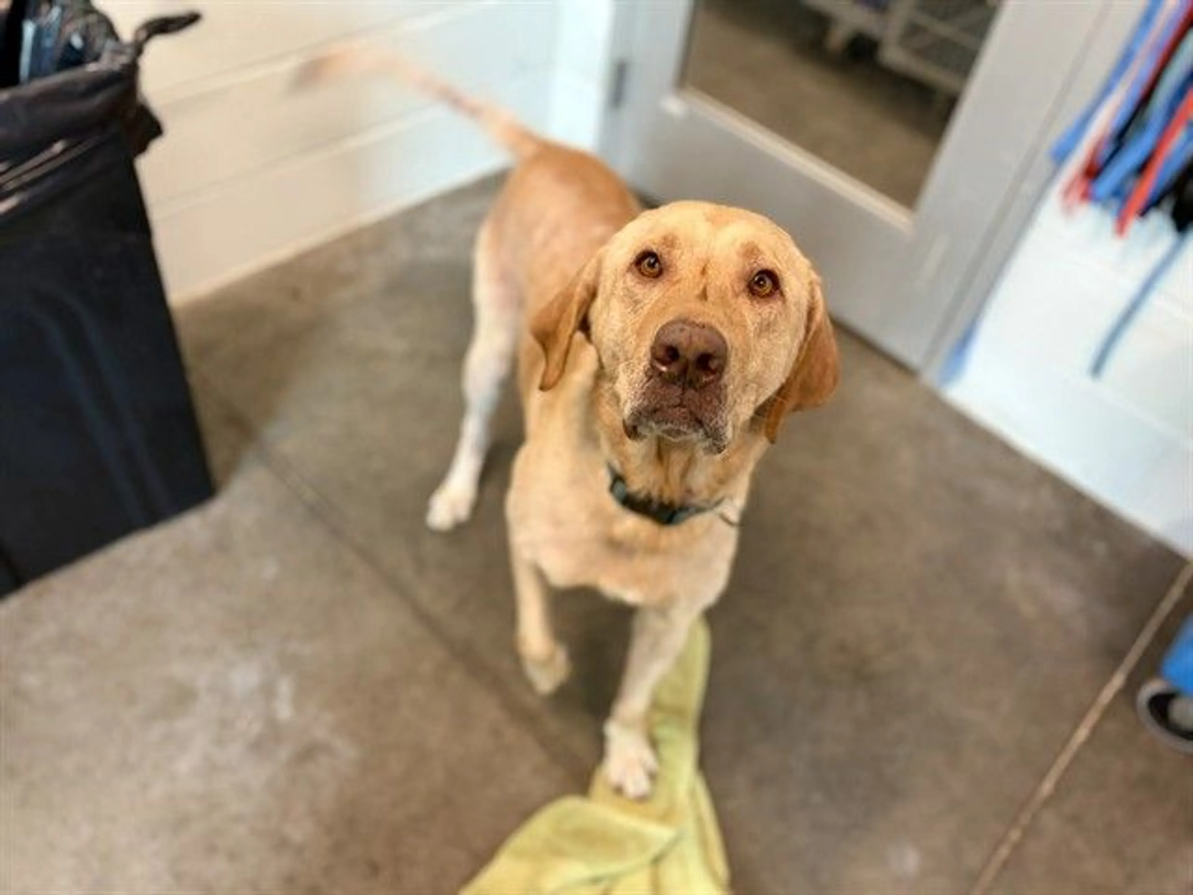 Found pet