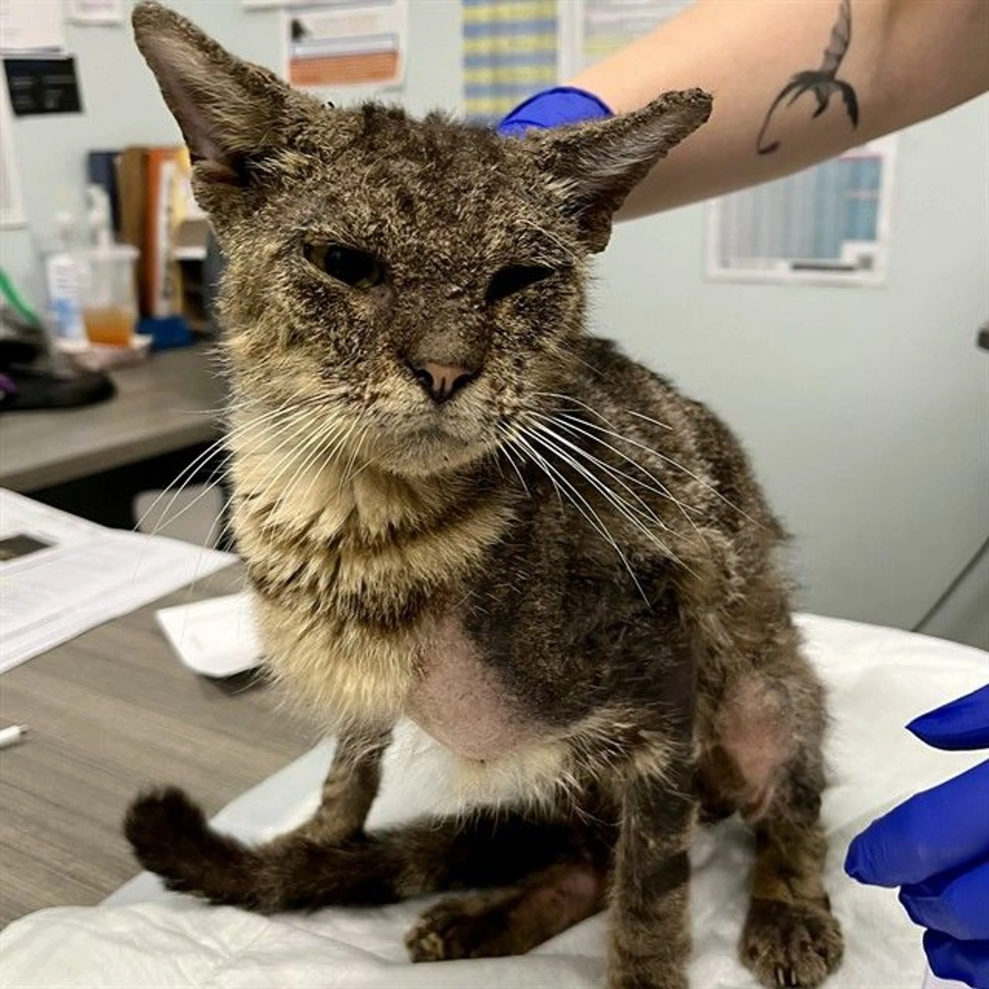 Found pet