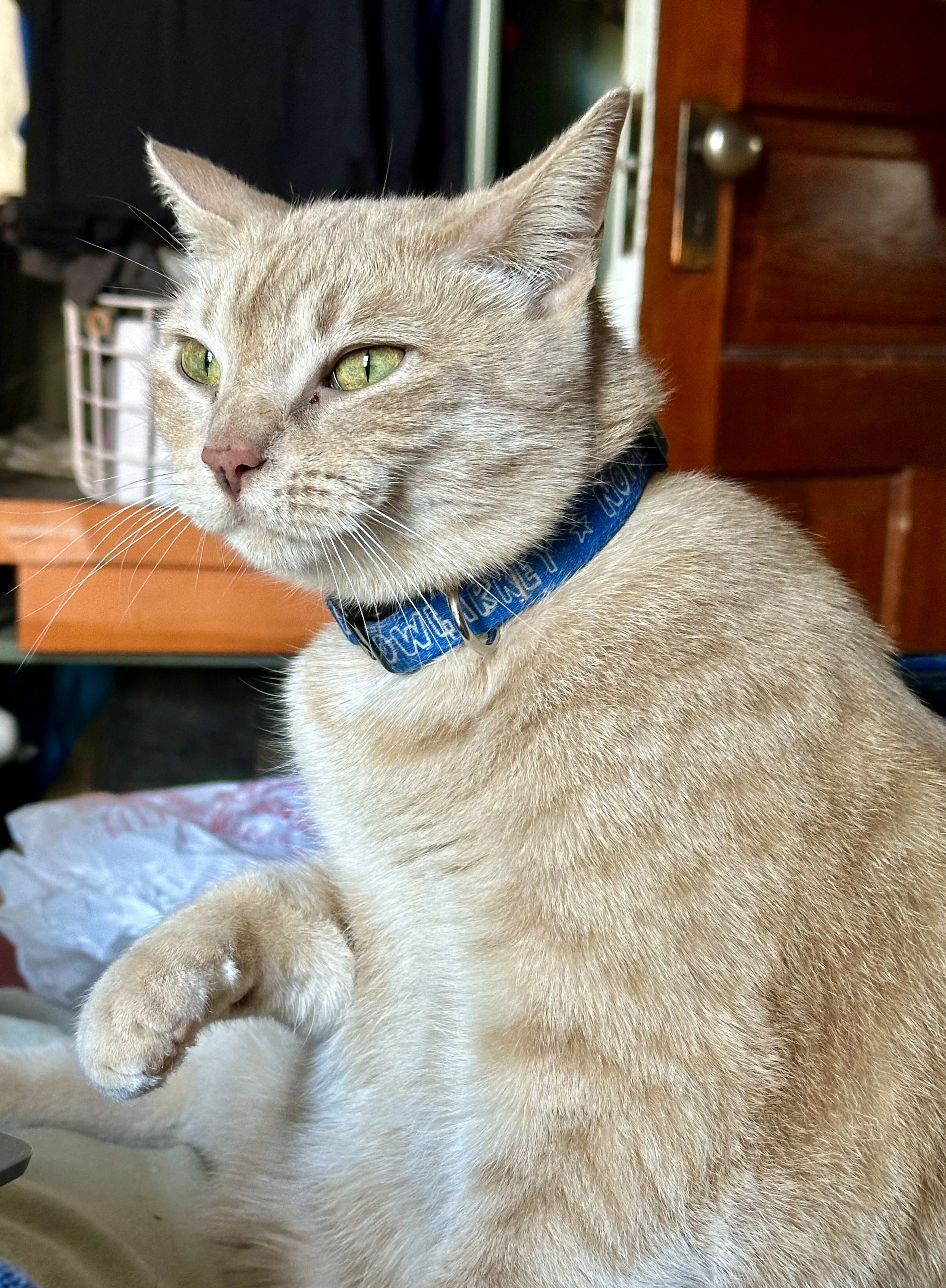Lost pet-0