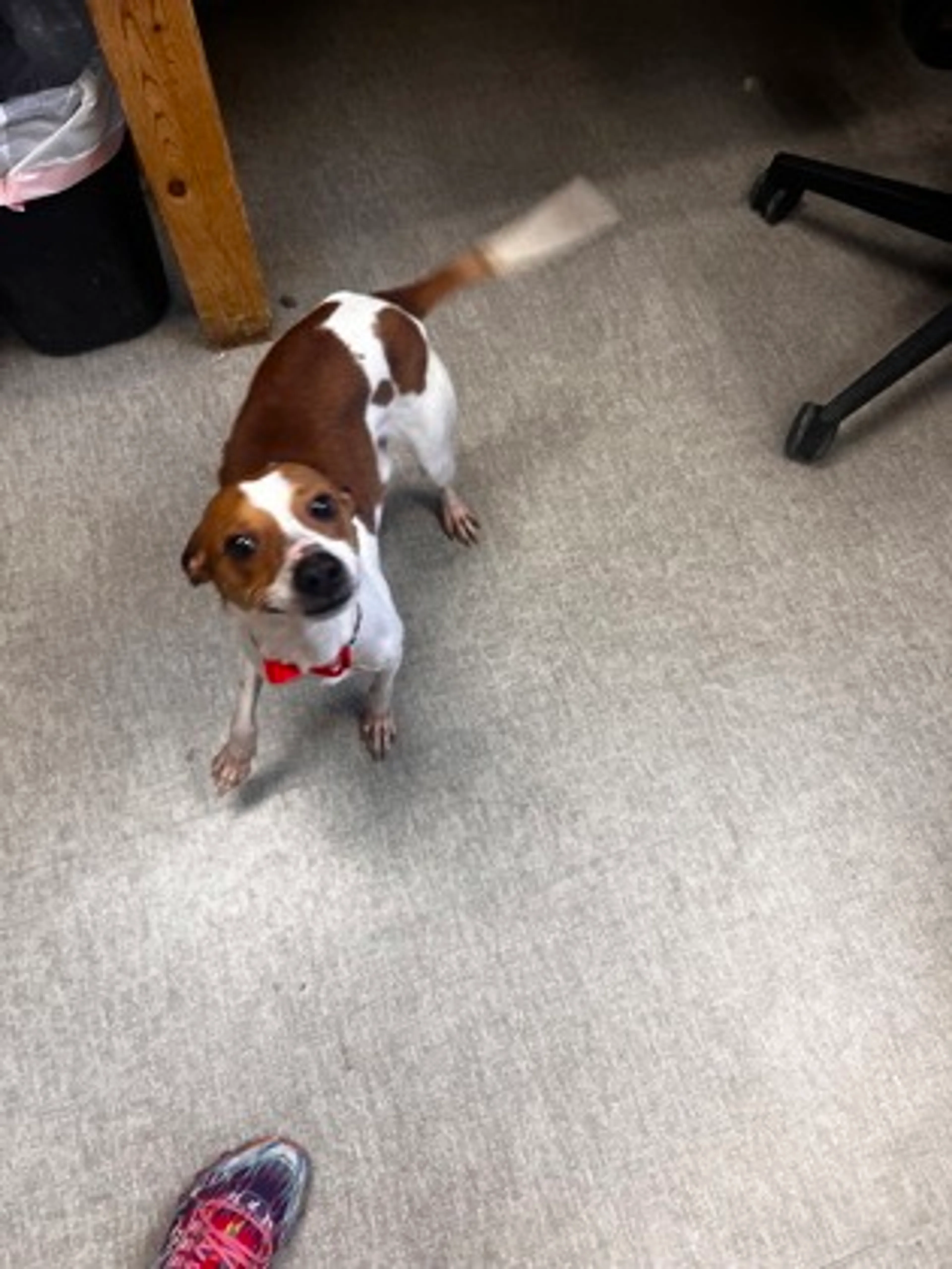 Found pet-2