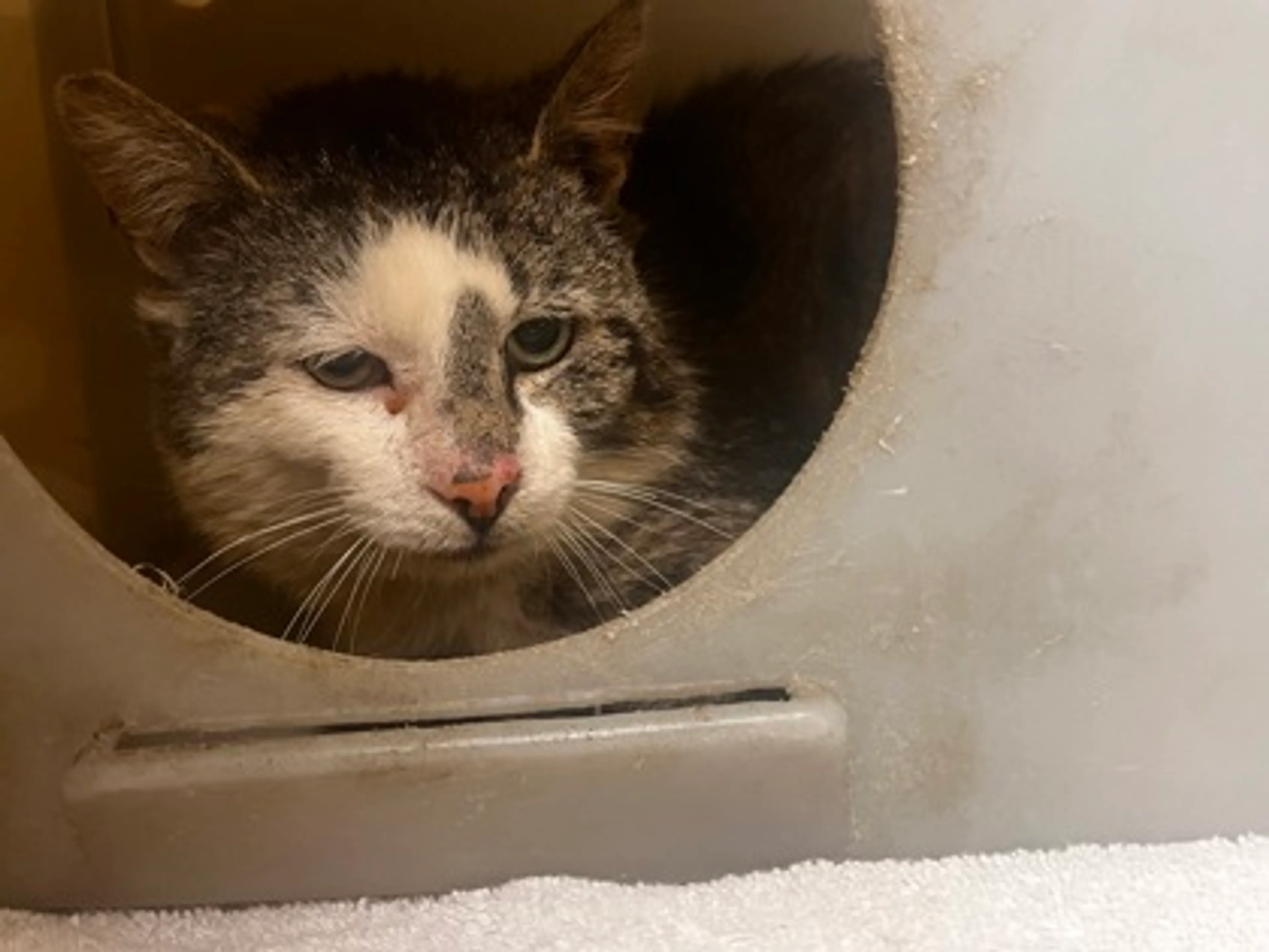 Found pet-1