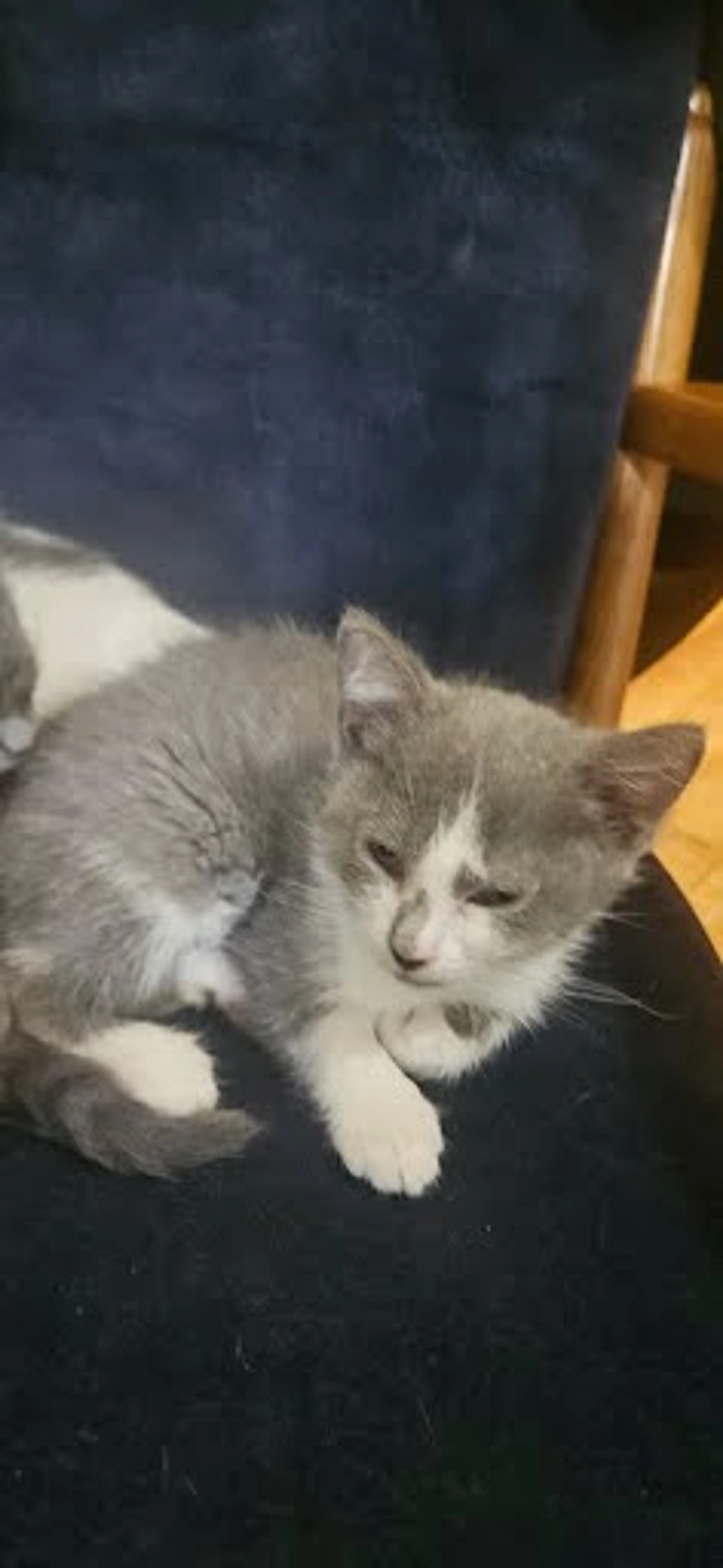 Found pet