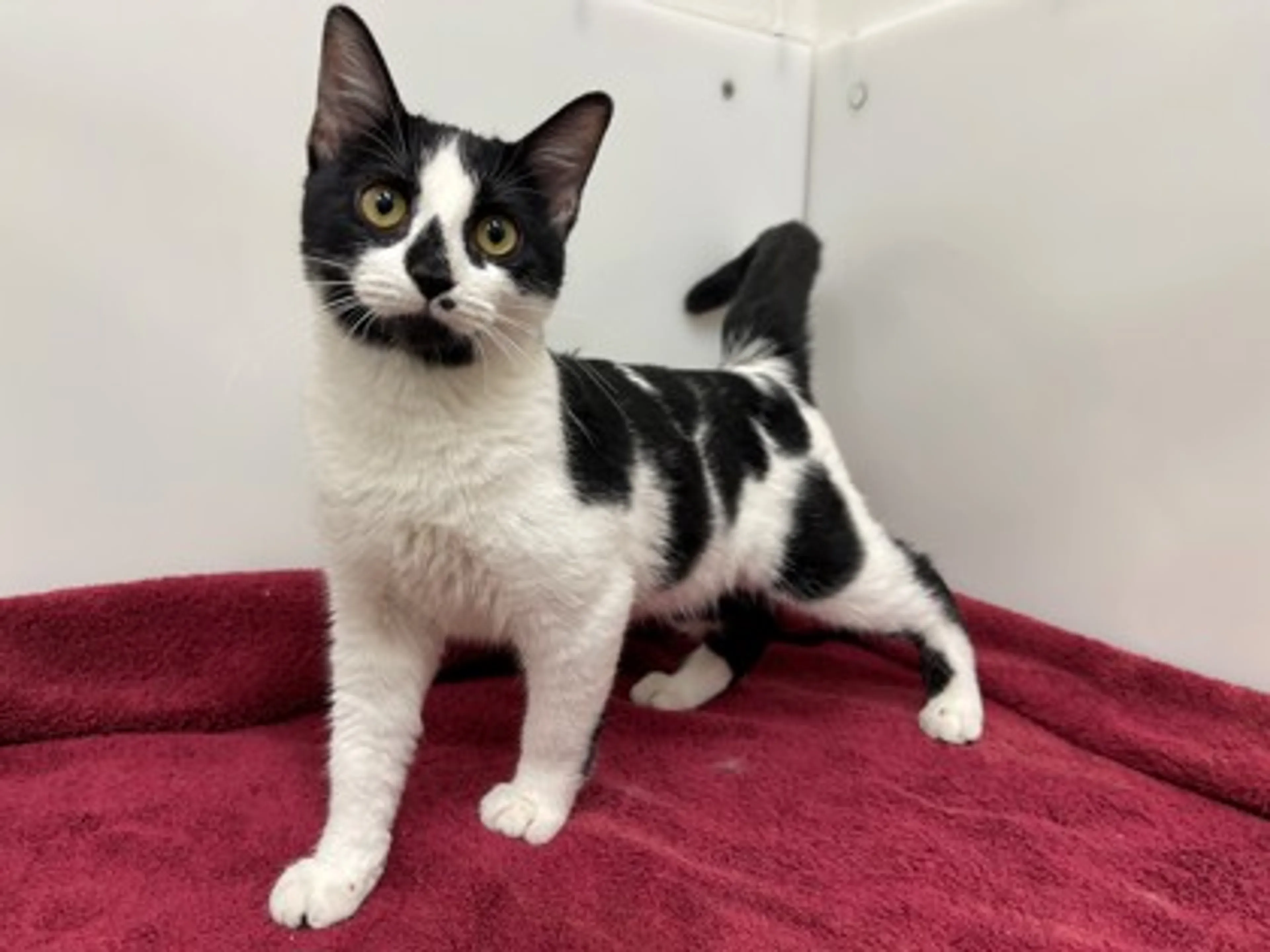 Found pet