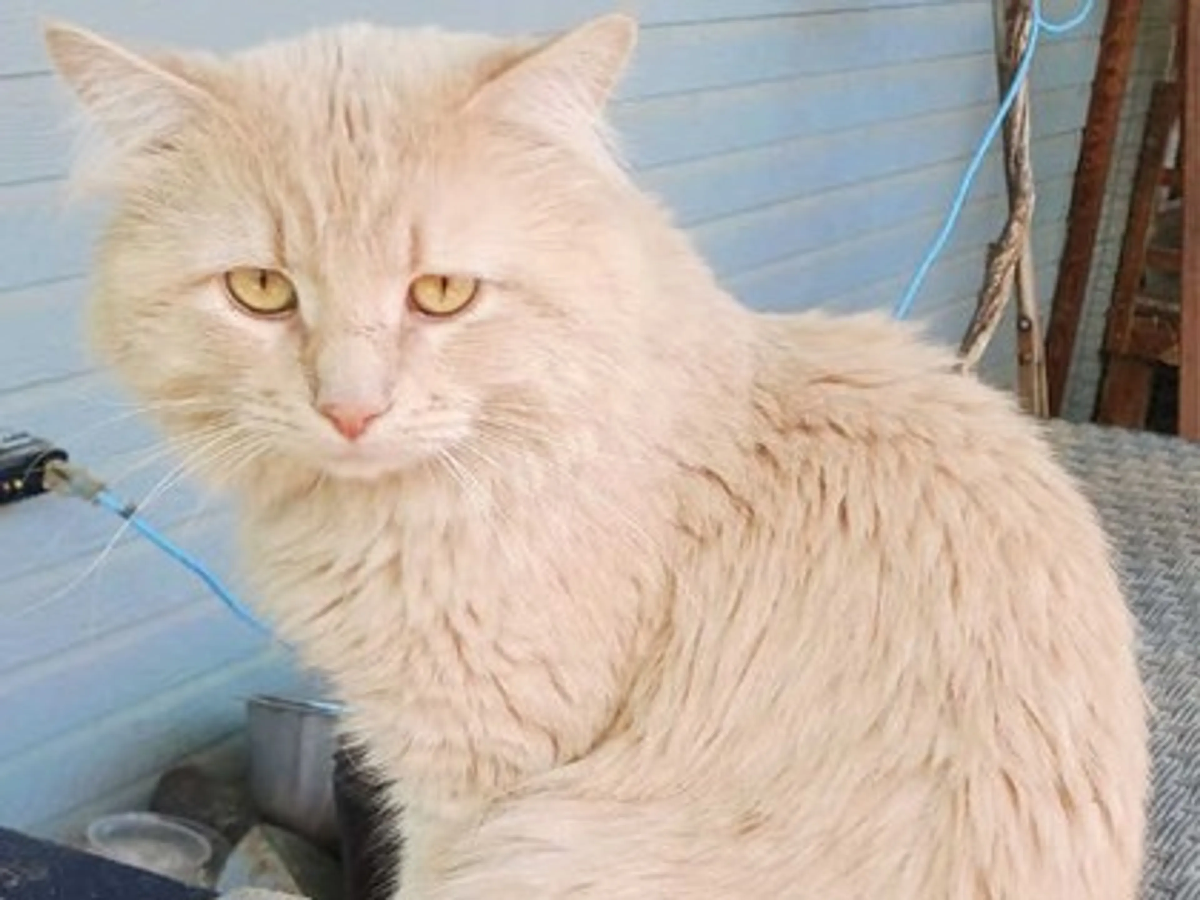 Found pet