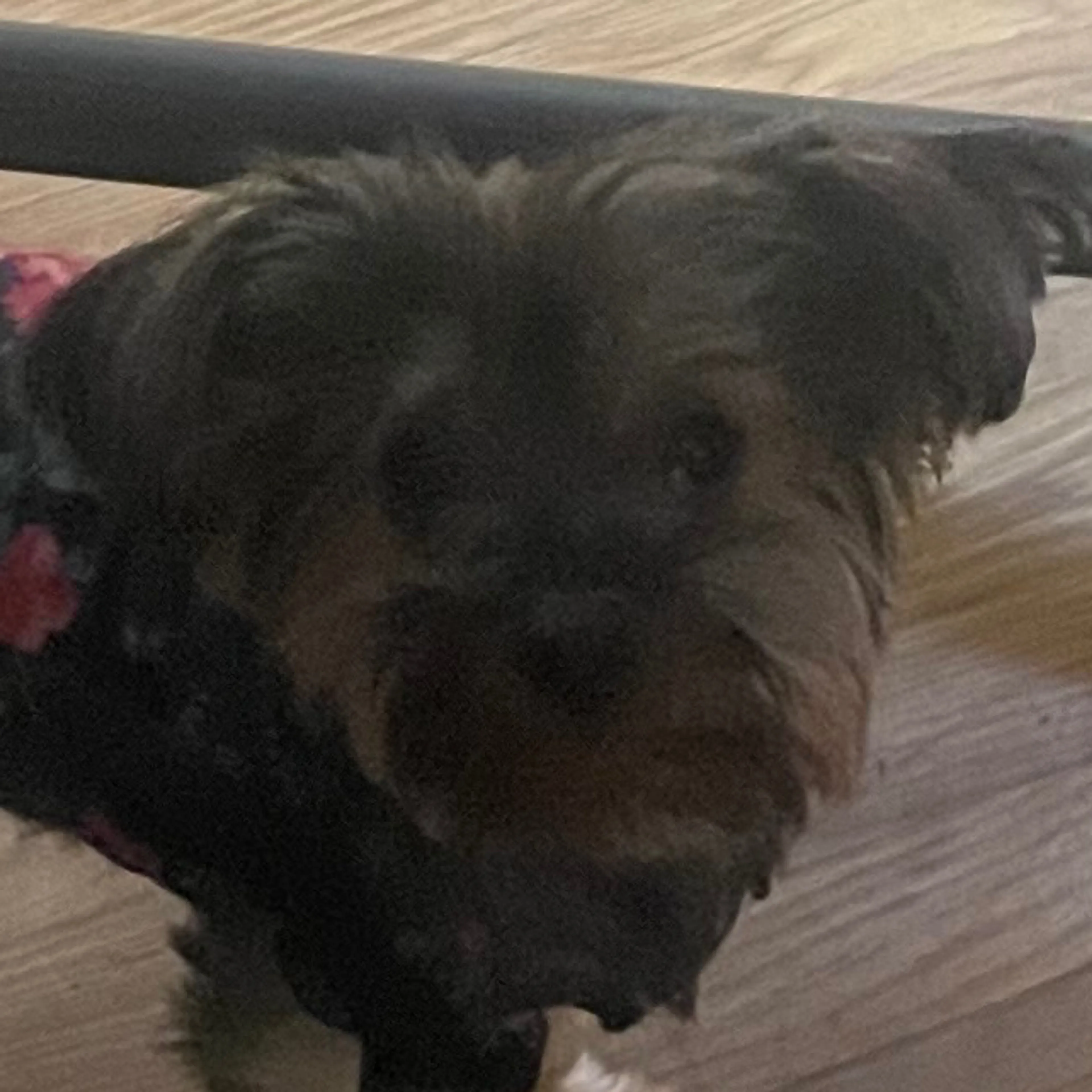 Lost pet-2