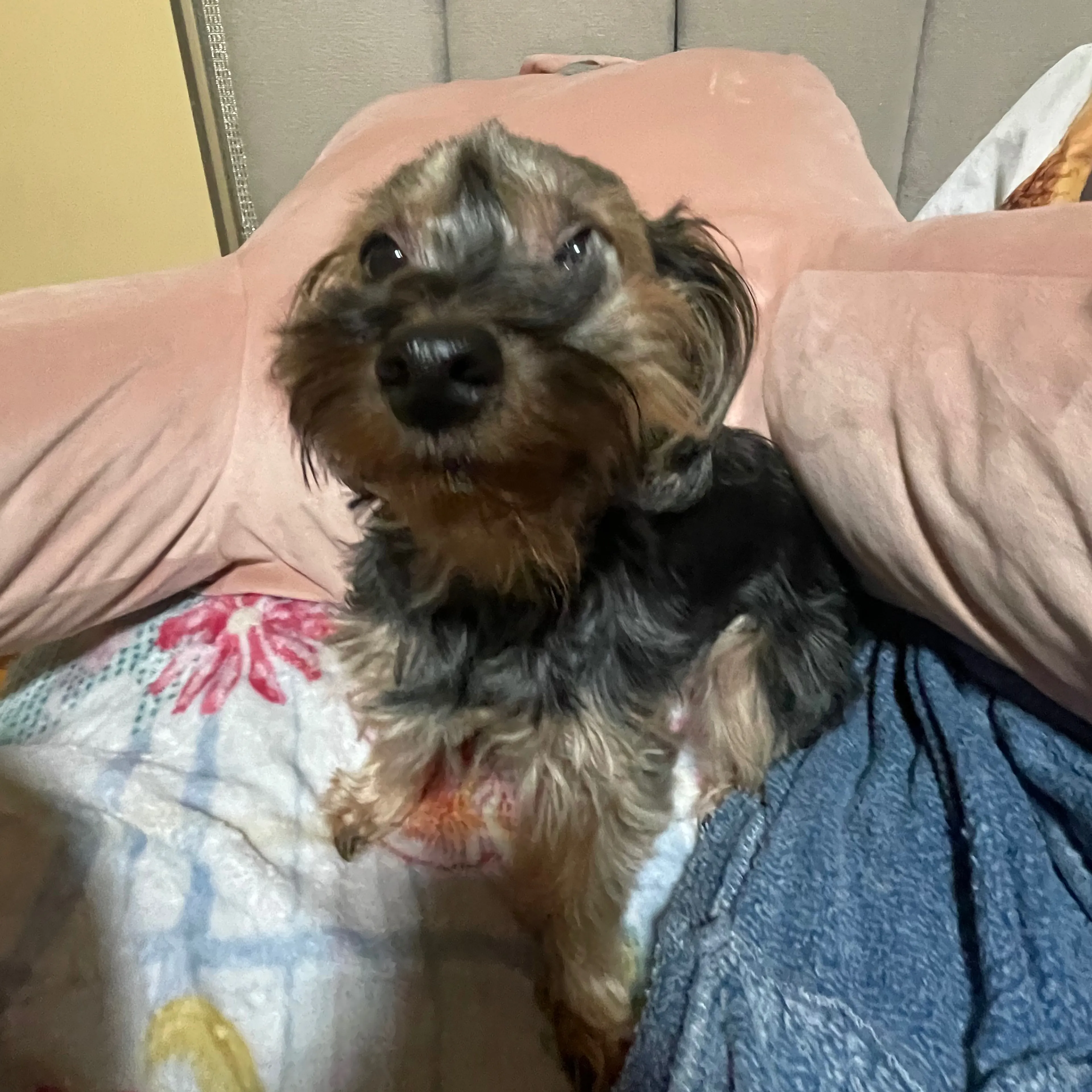Lost pet-3