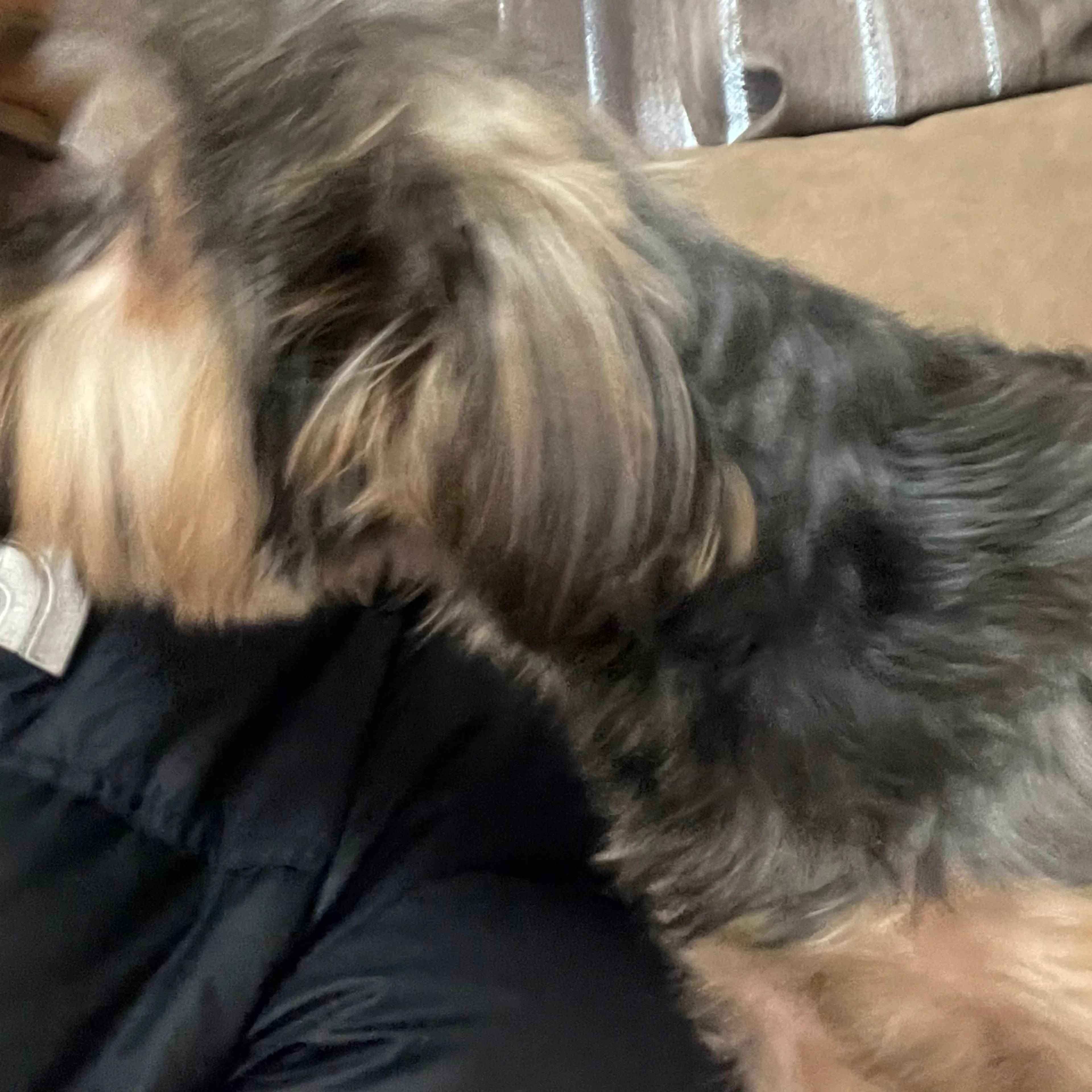 Lost pet-1