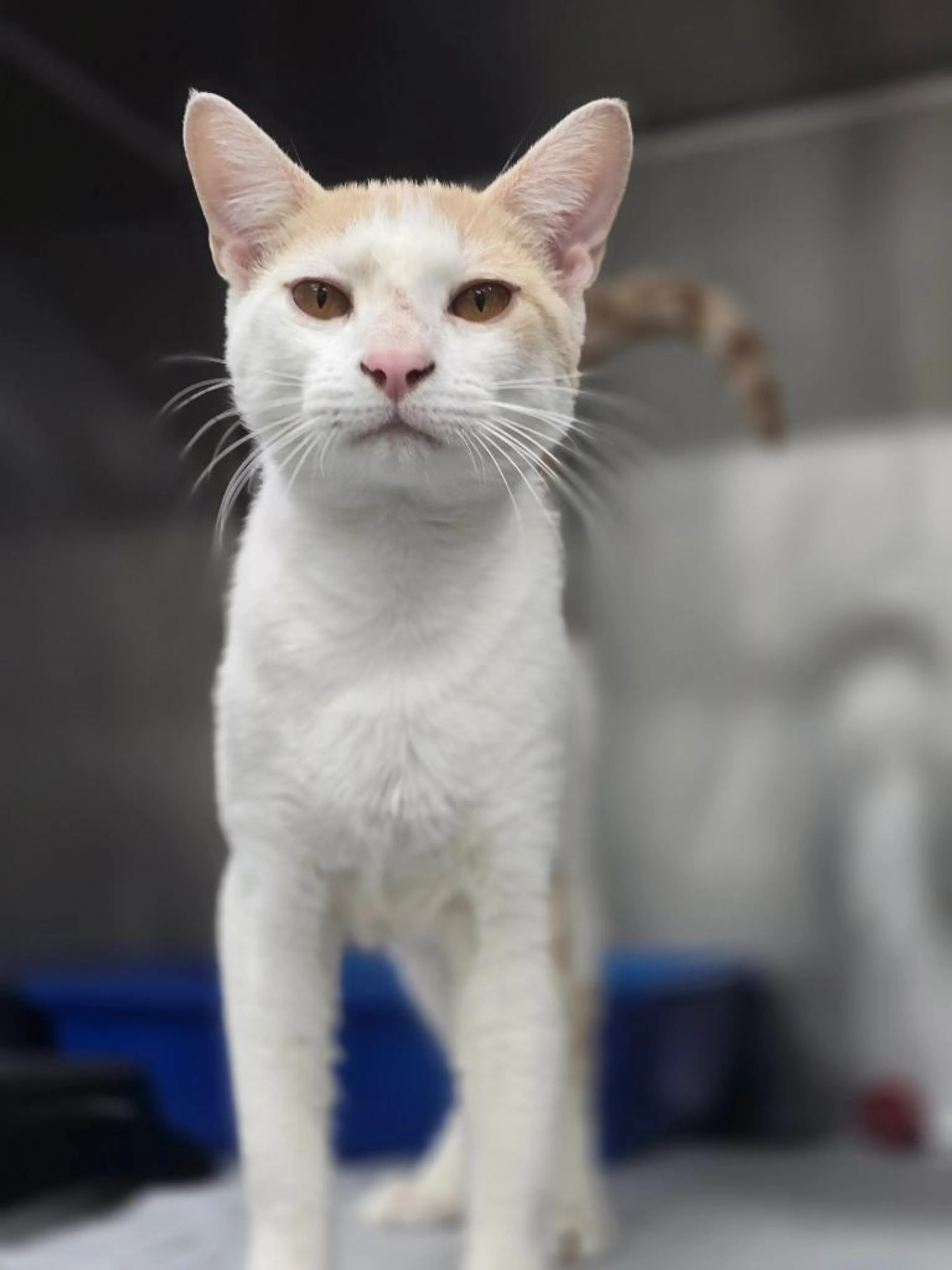Found pet