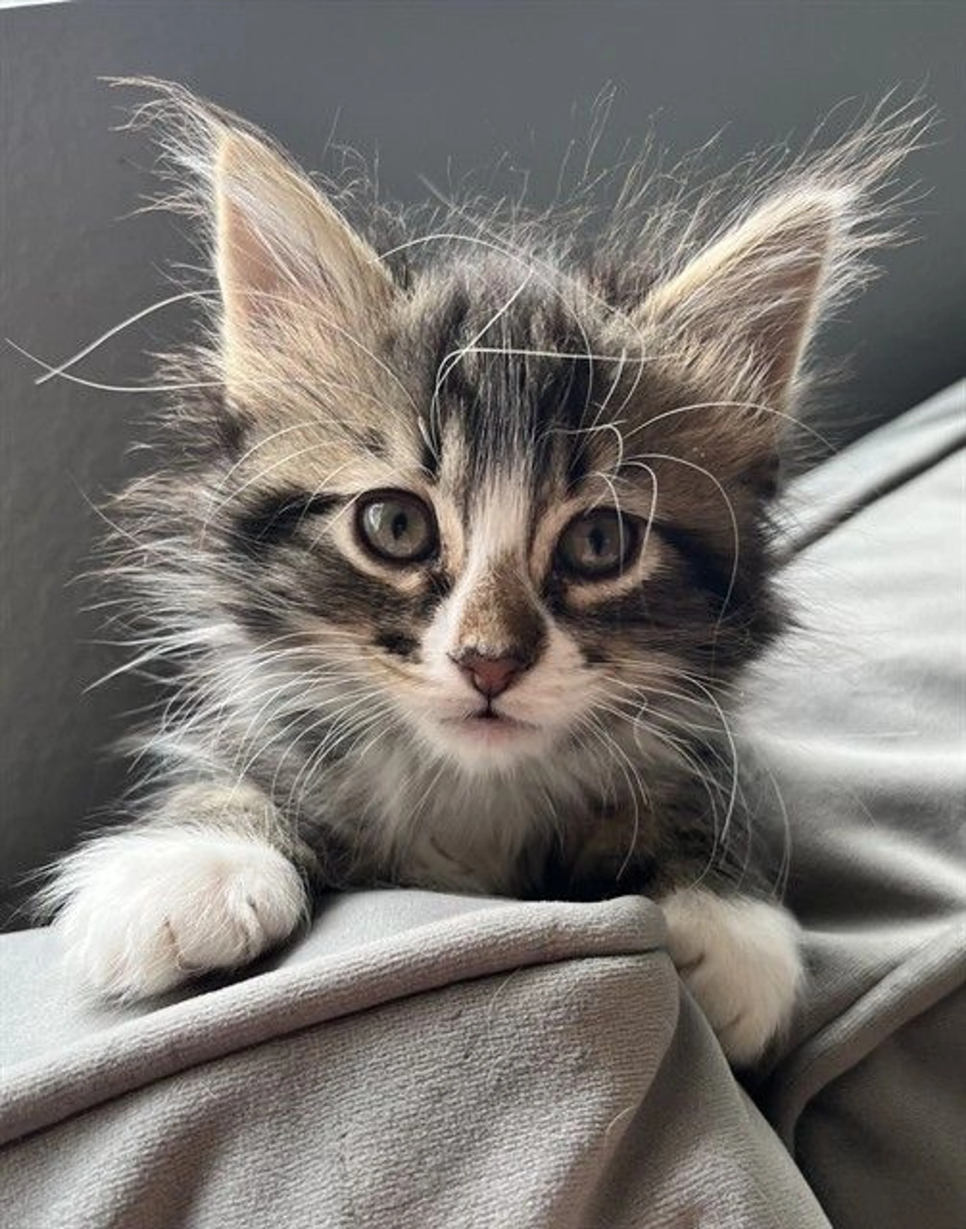 Found pet