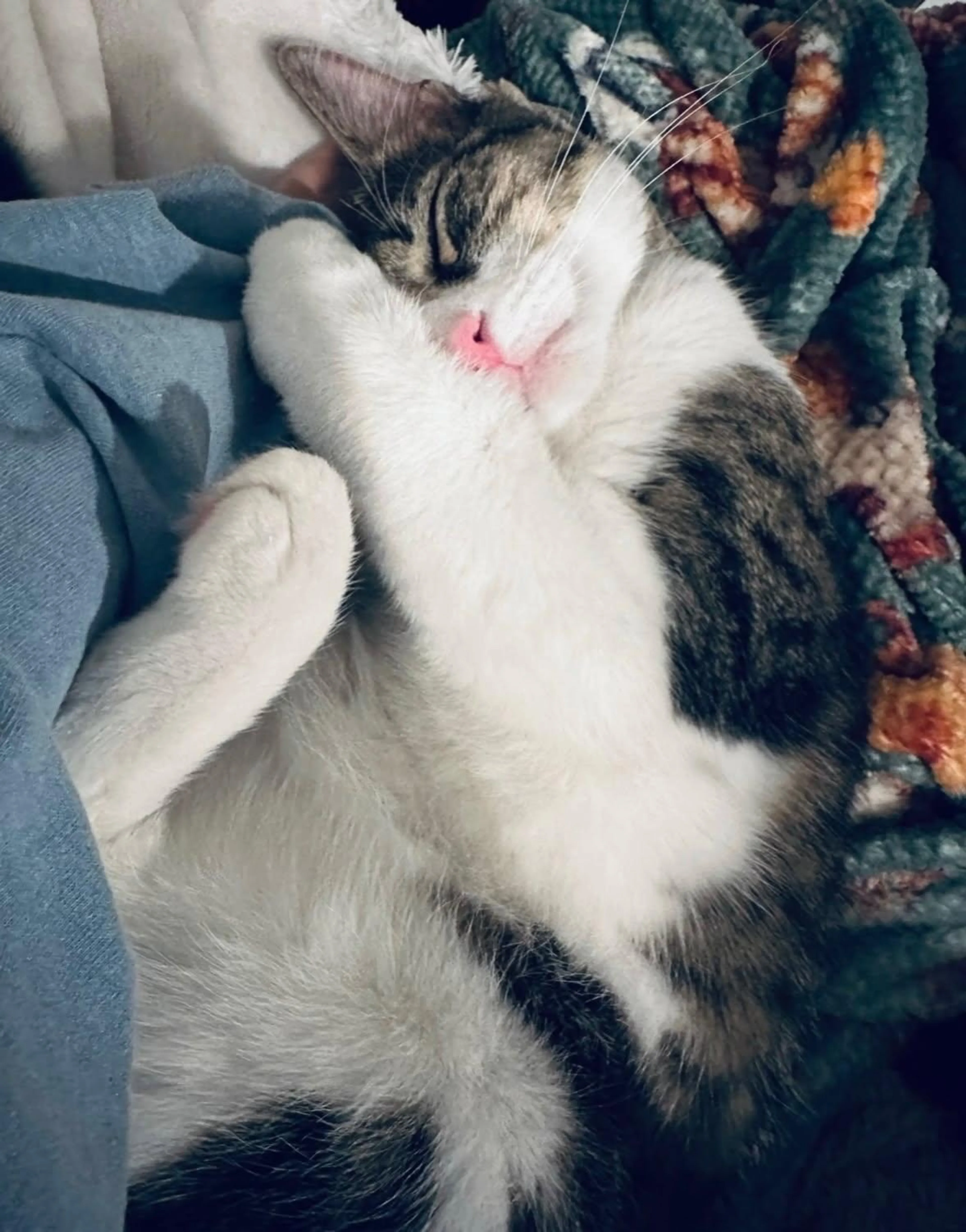 Found pet-1