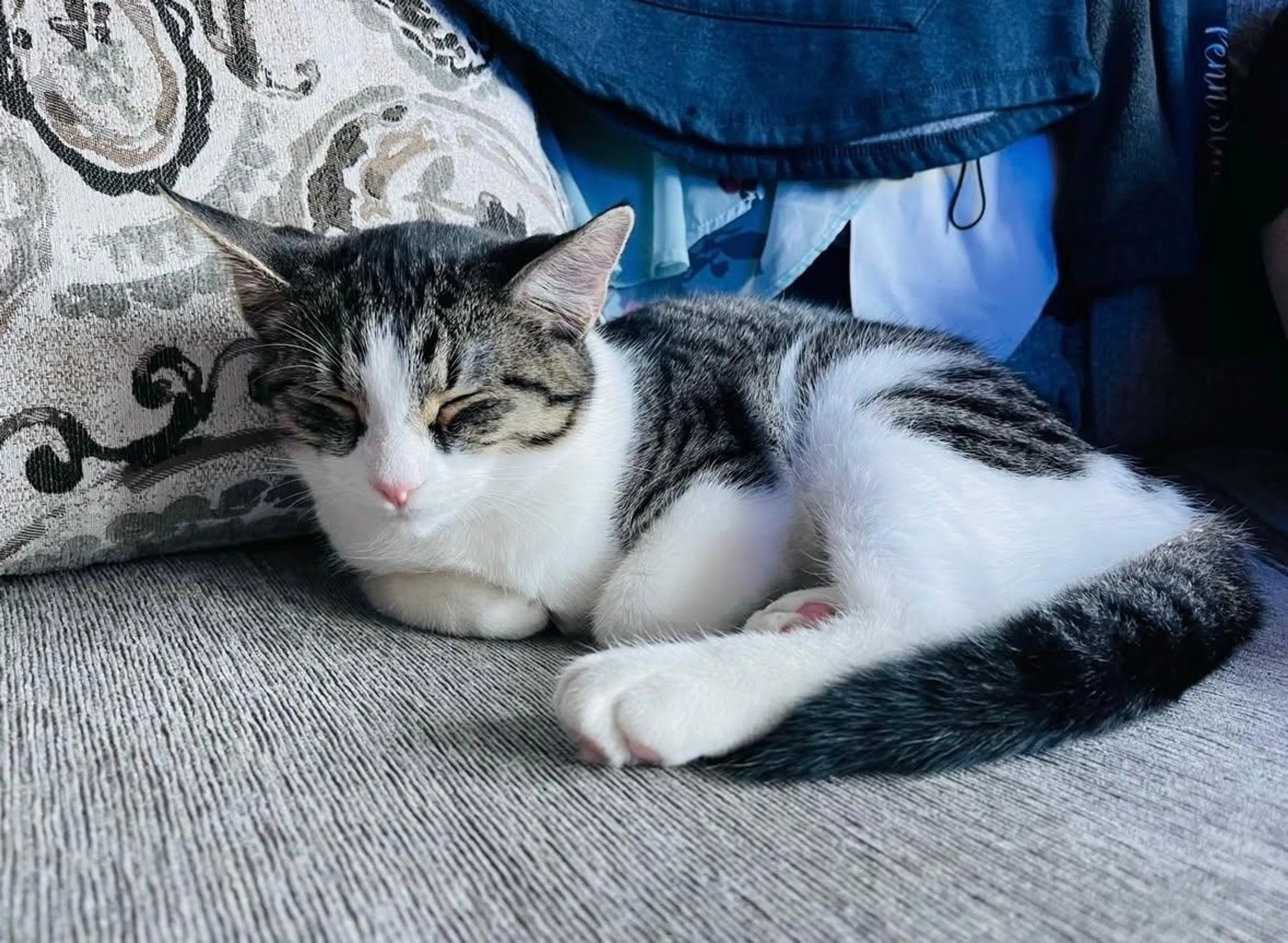 Found pet-0
