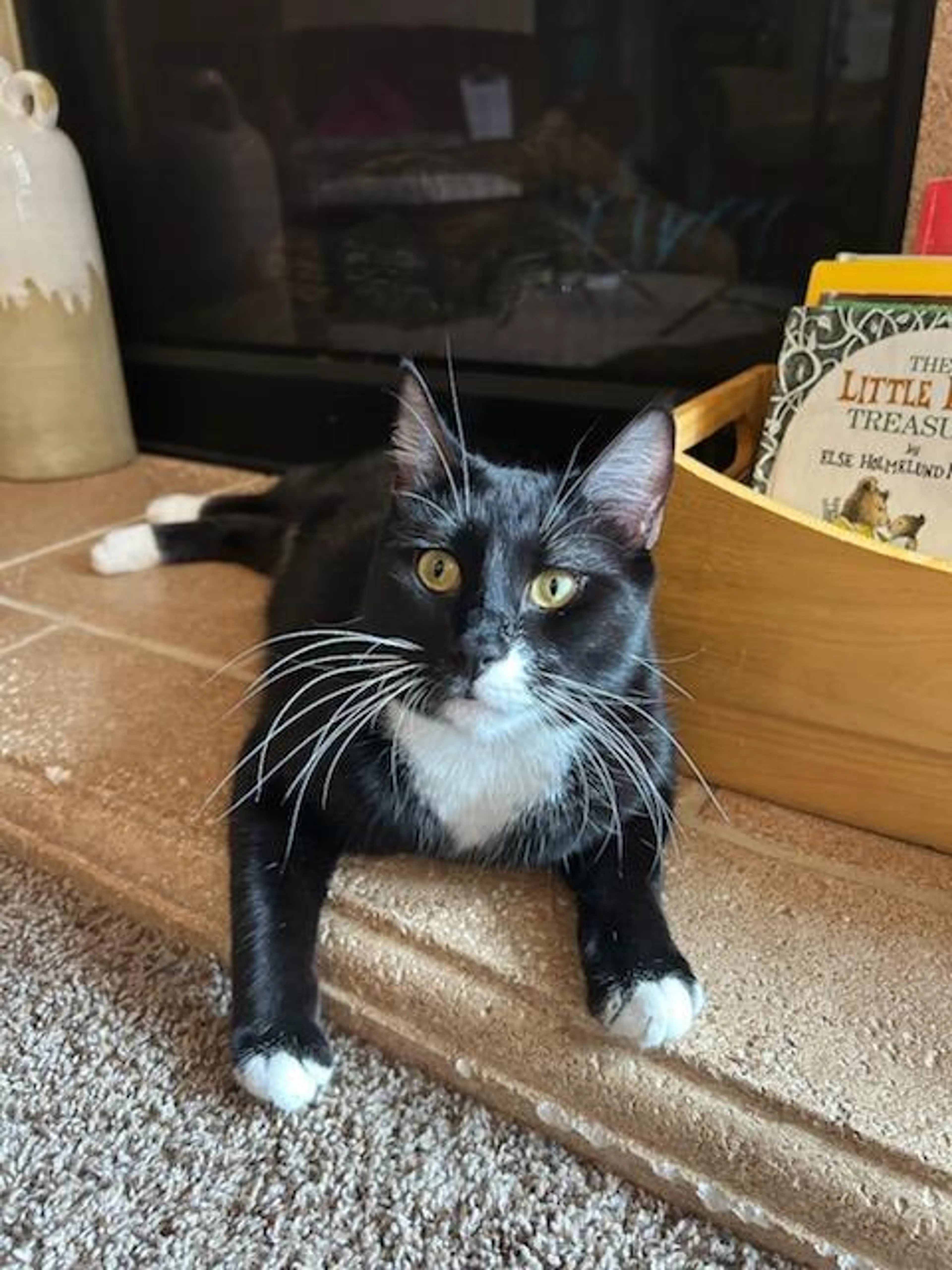 Found pet-2