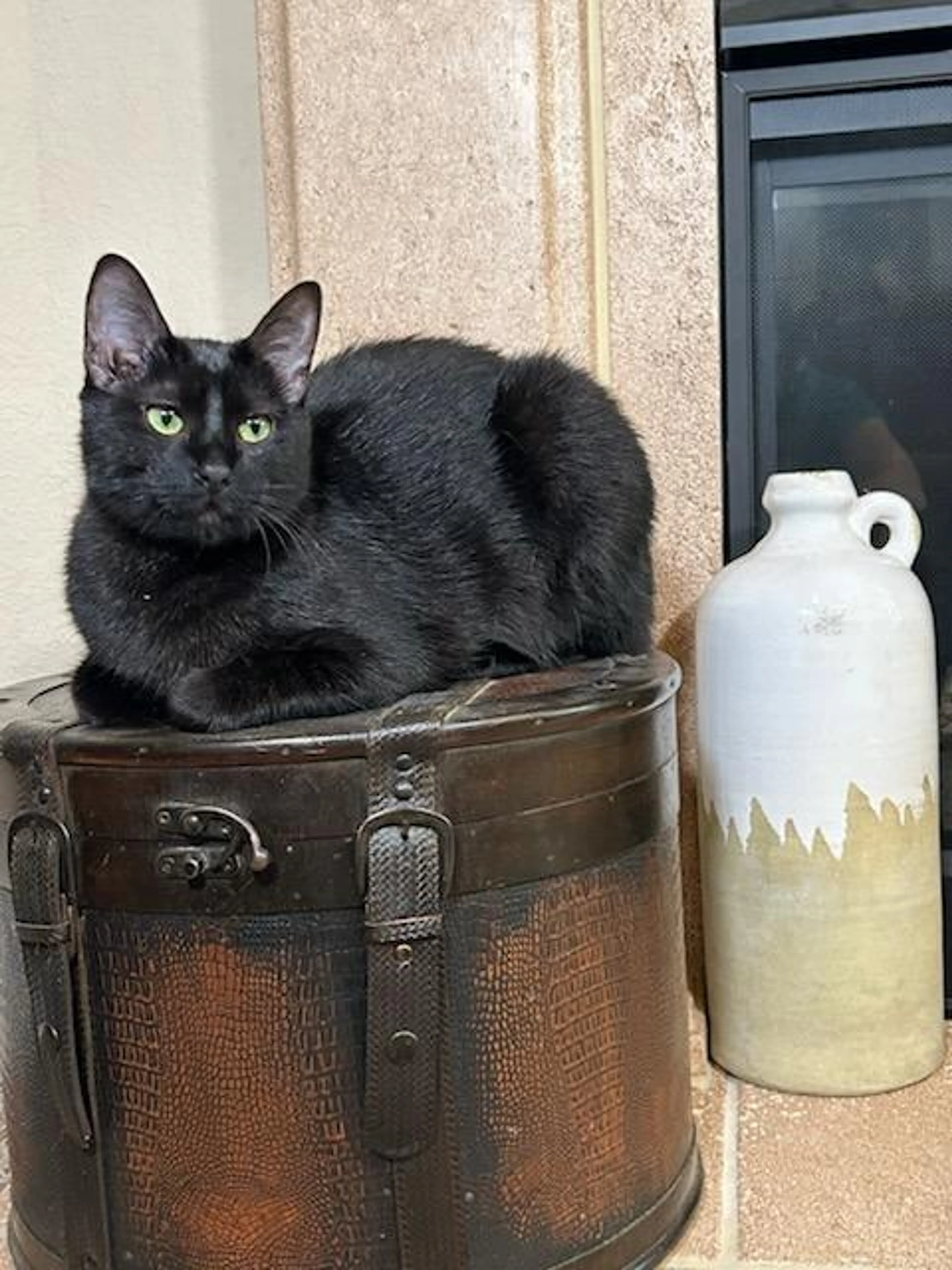 Found pet-1