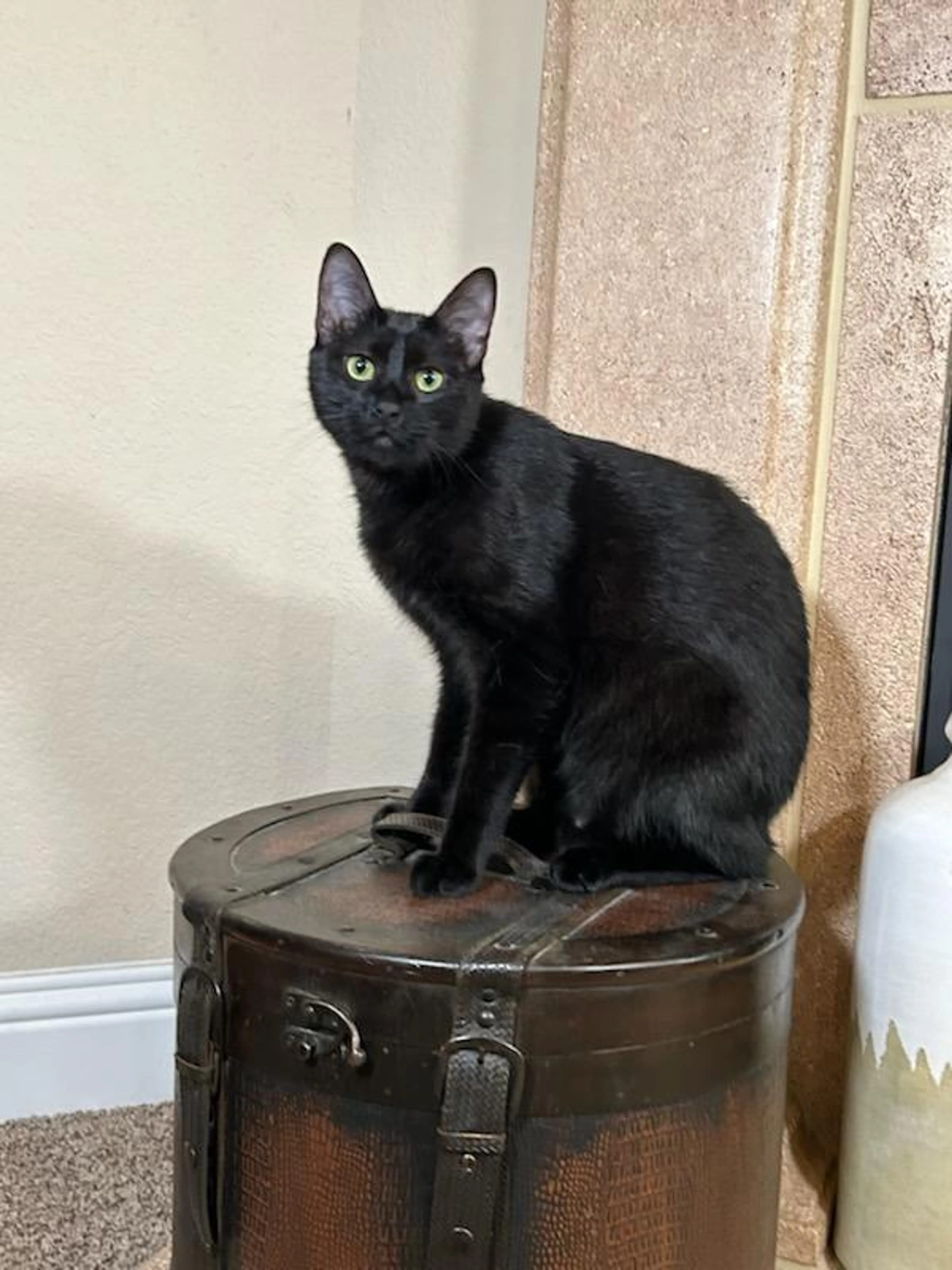 Found pet-0