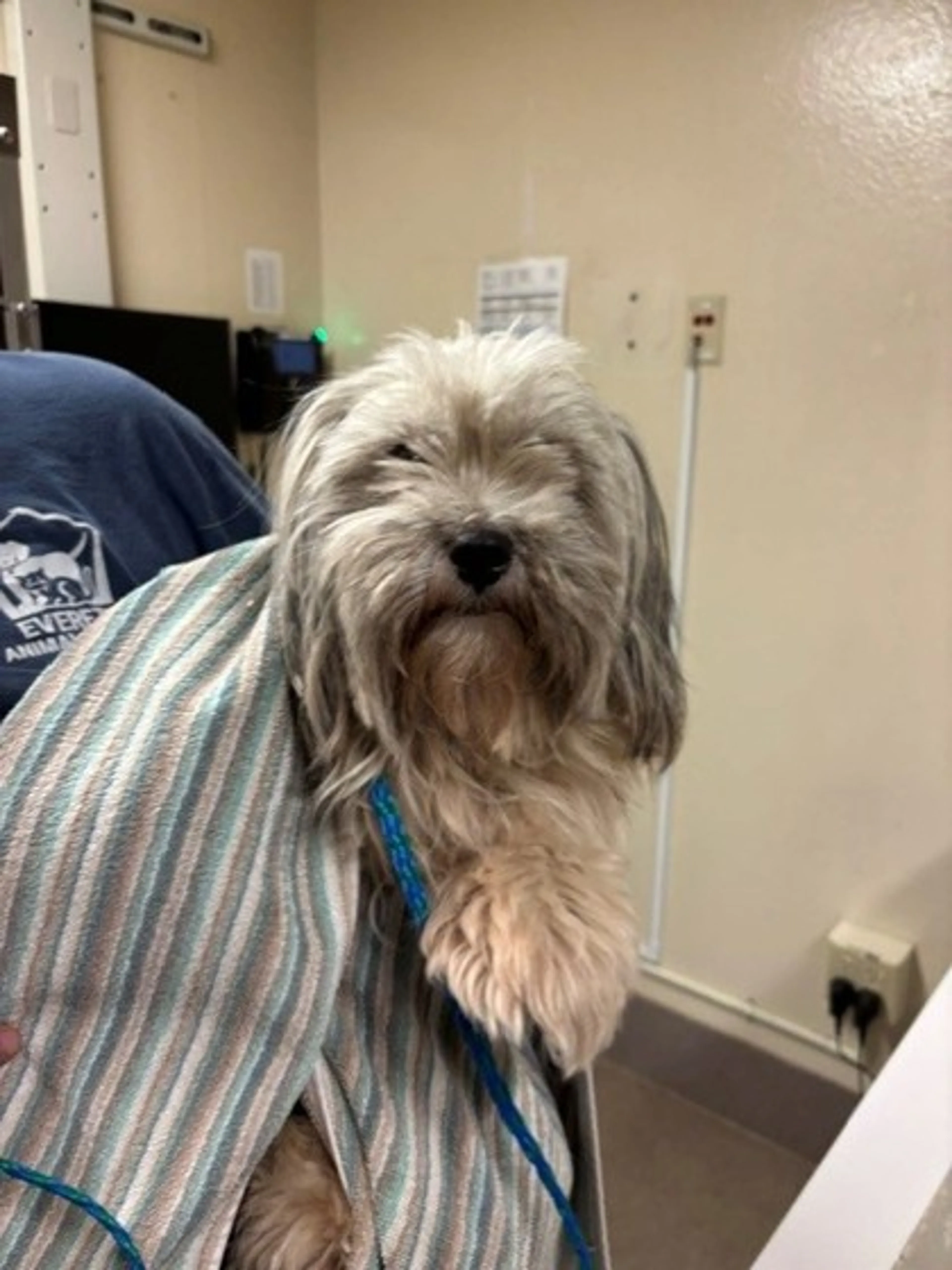 Found pet
