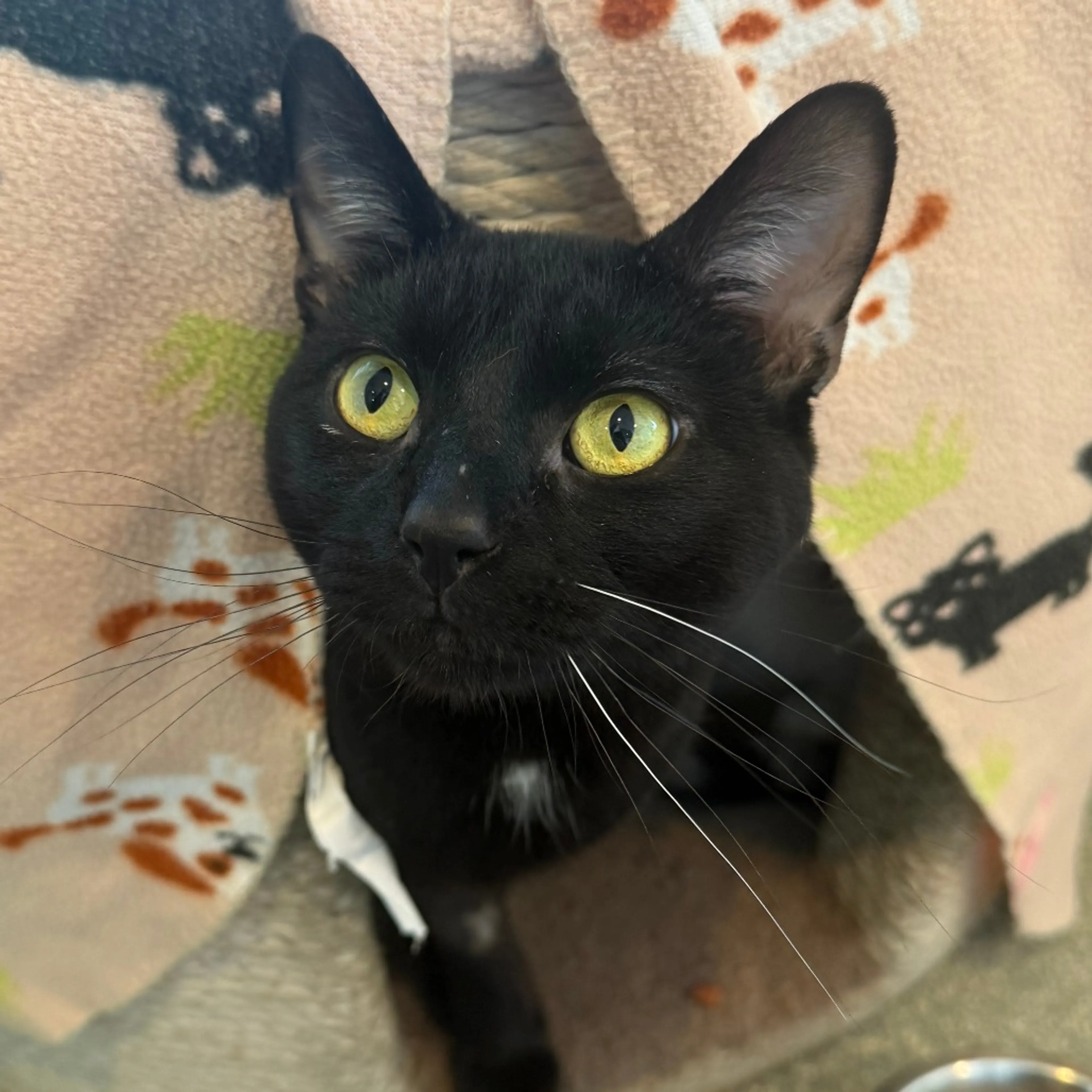 Found pet-2