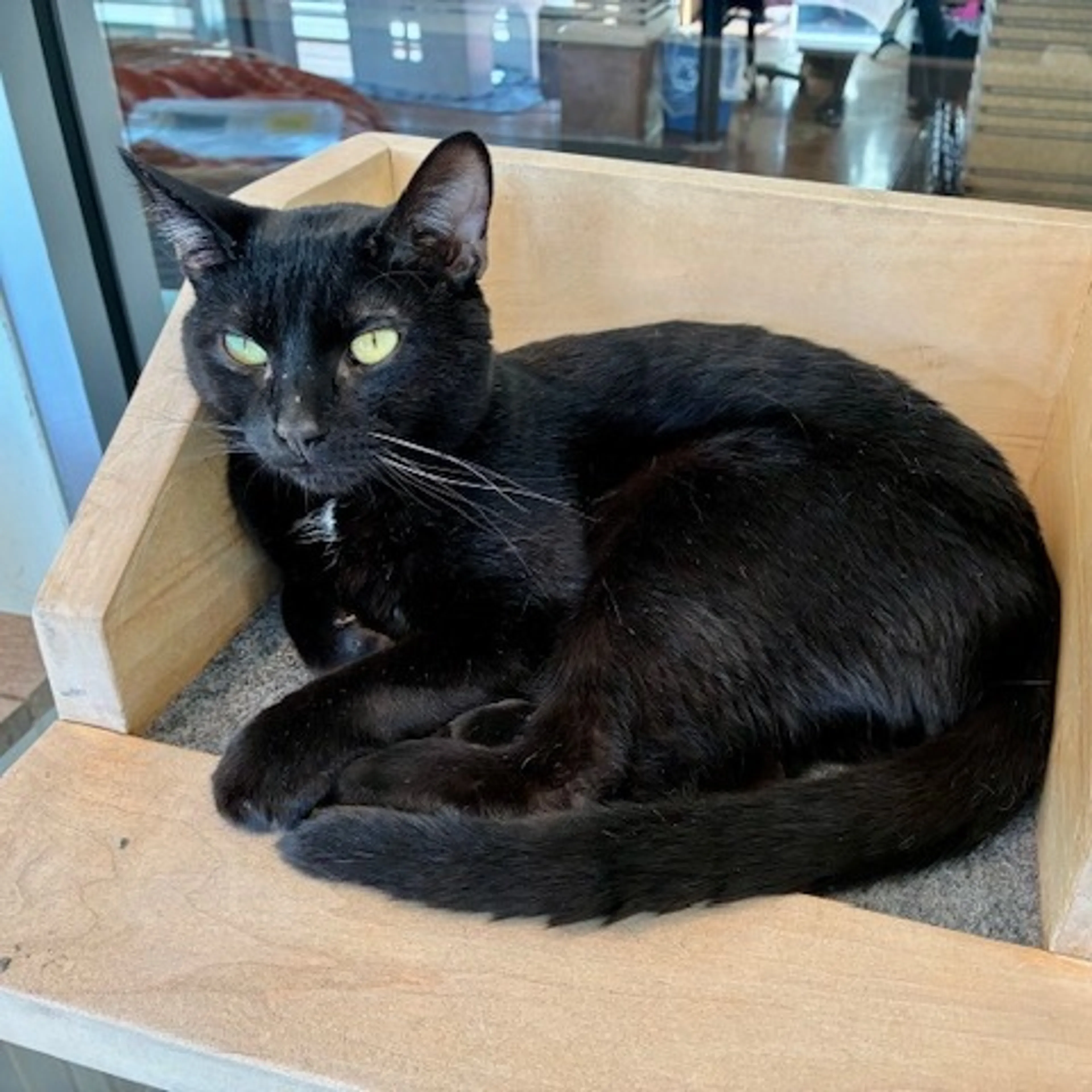 Found pet-0