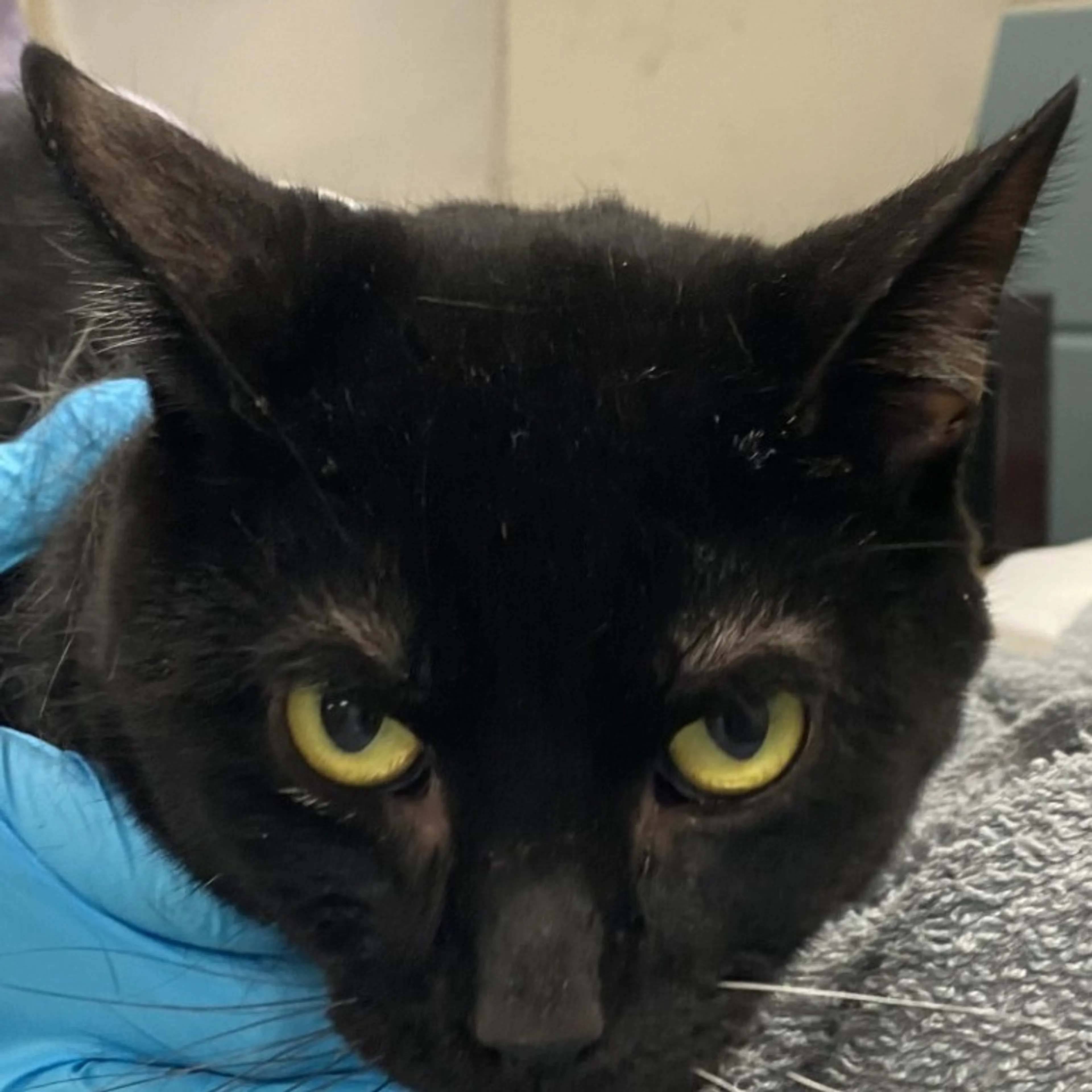 Found pet-1
