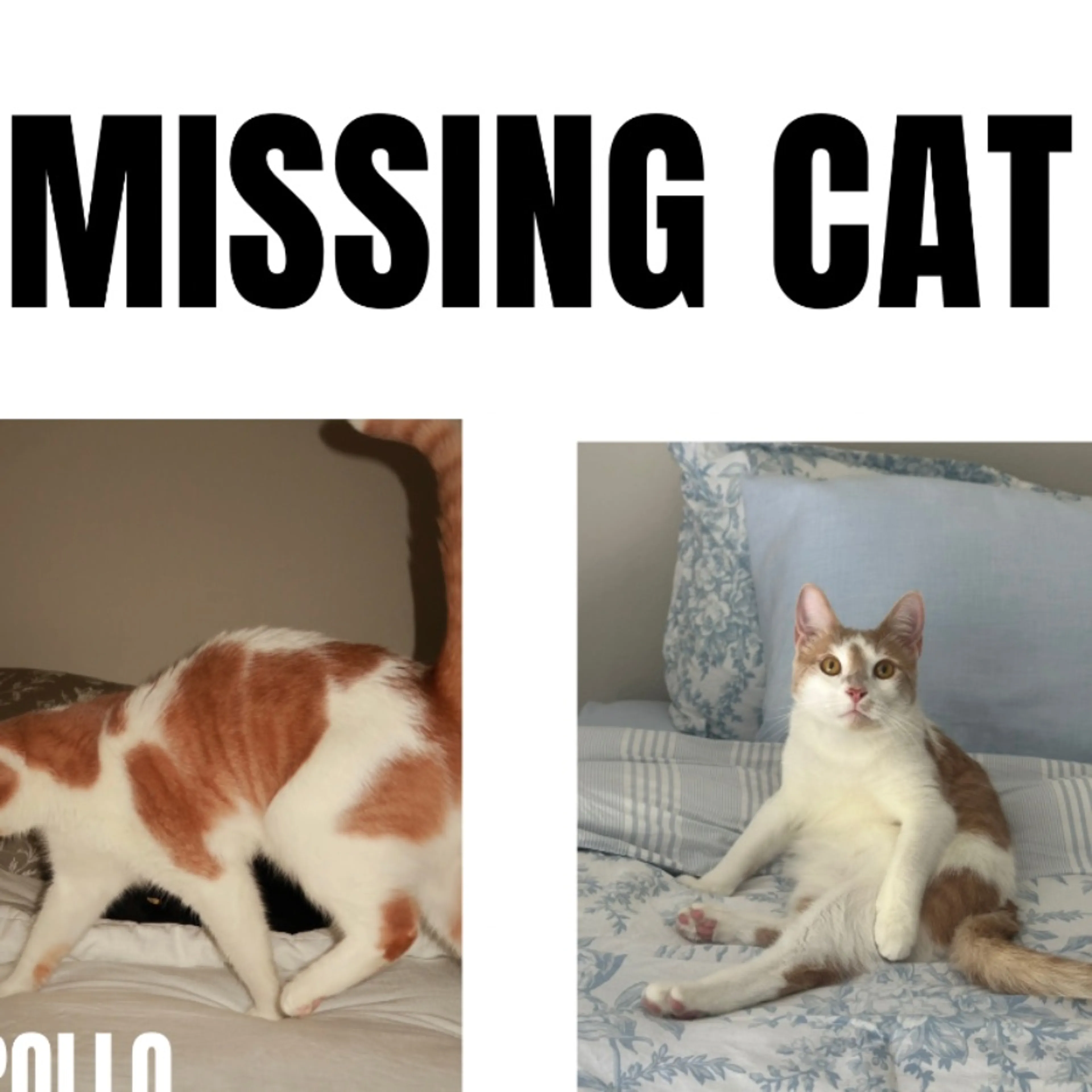 Lost pet