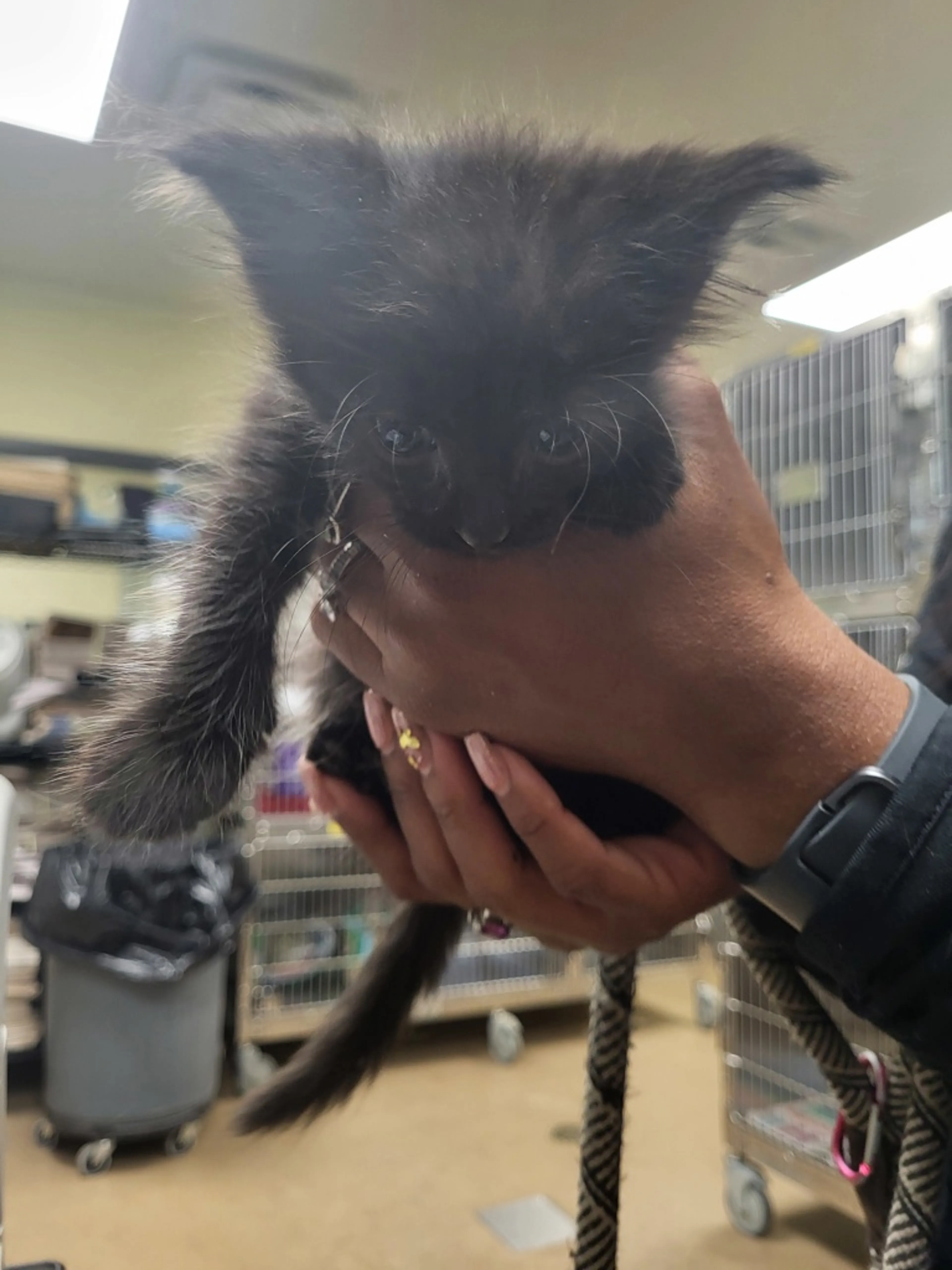 Found pet