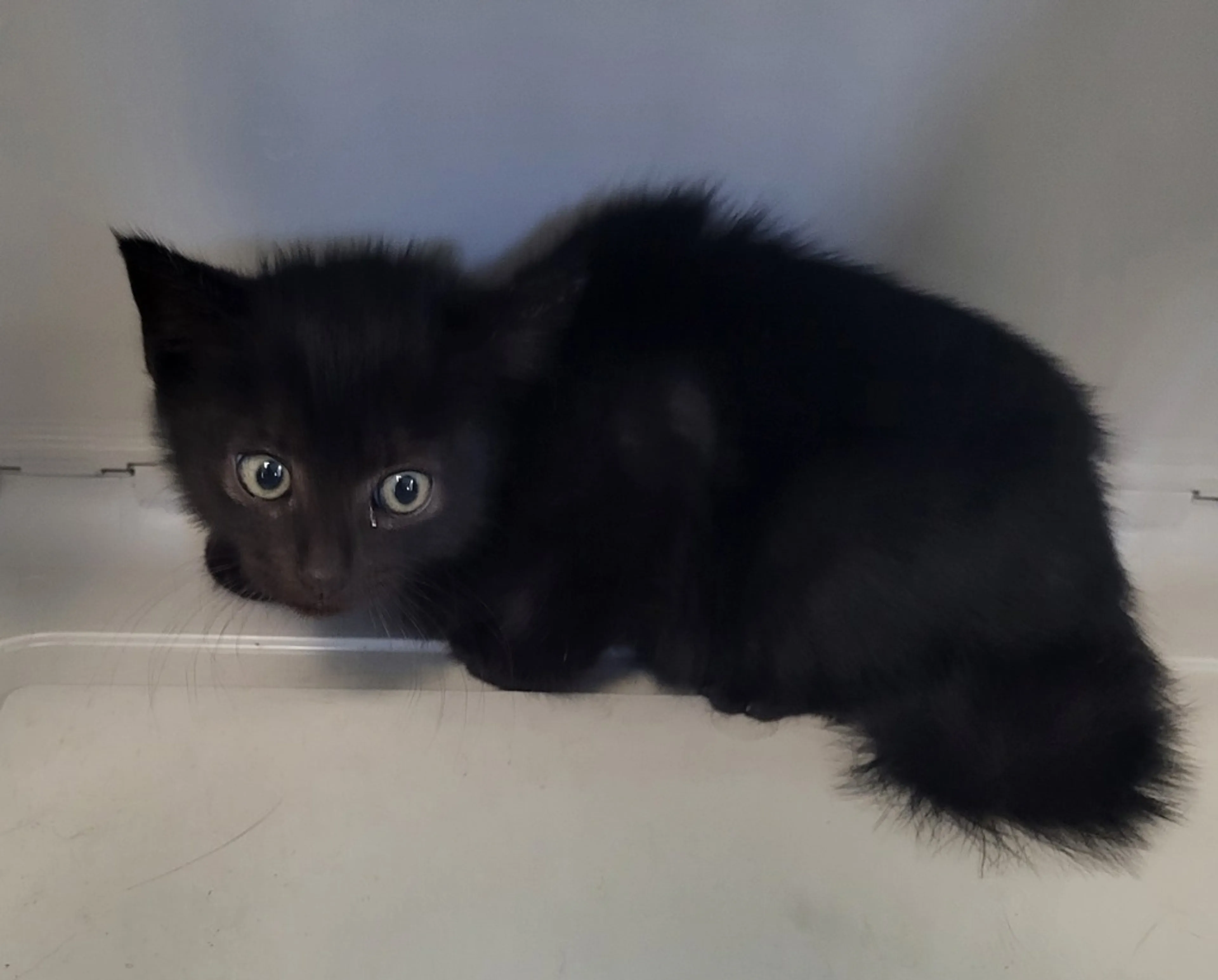 Found pet