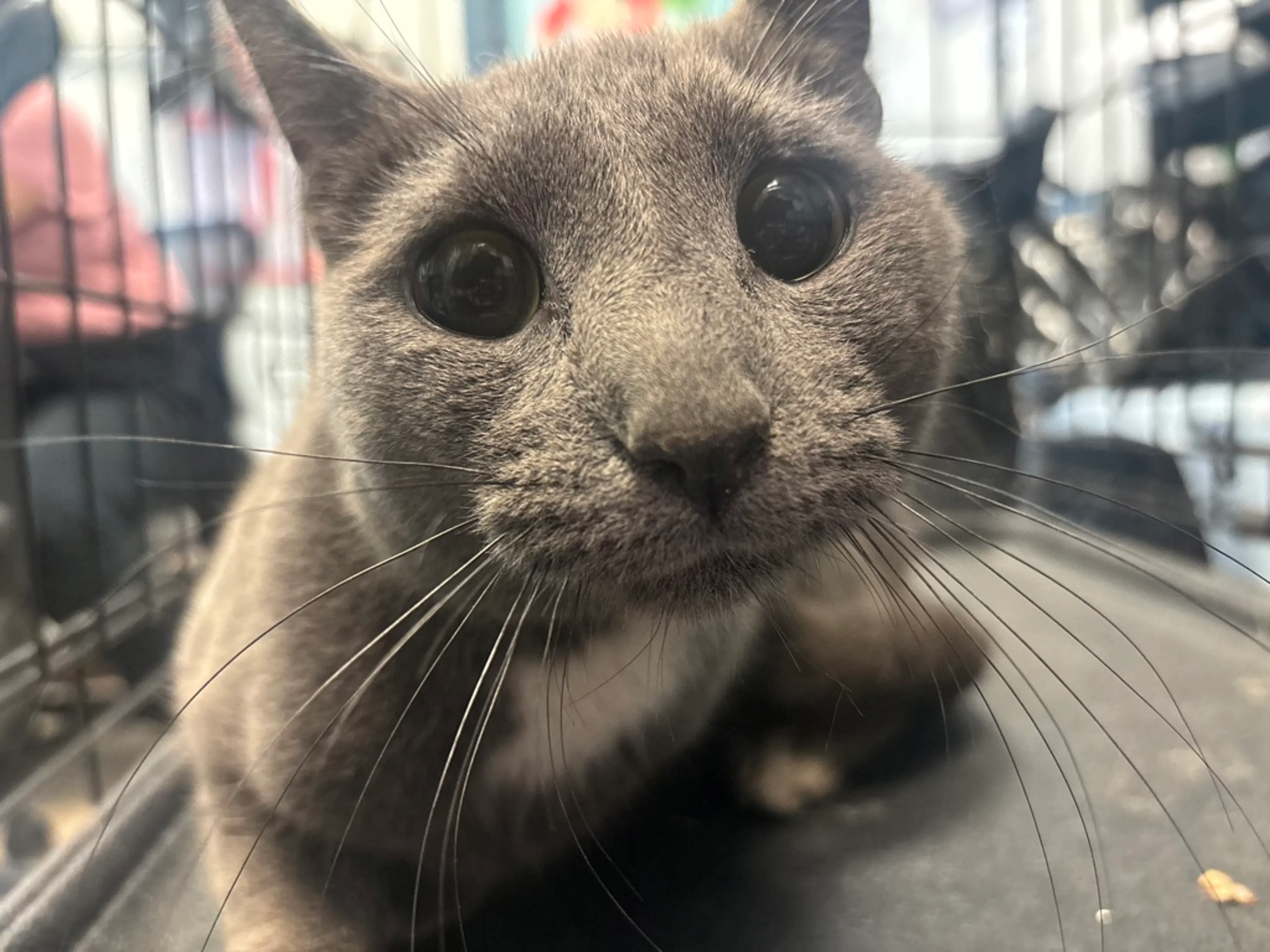 Found pet
