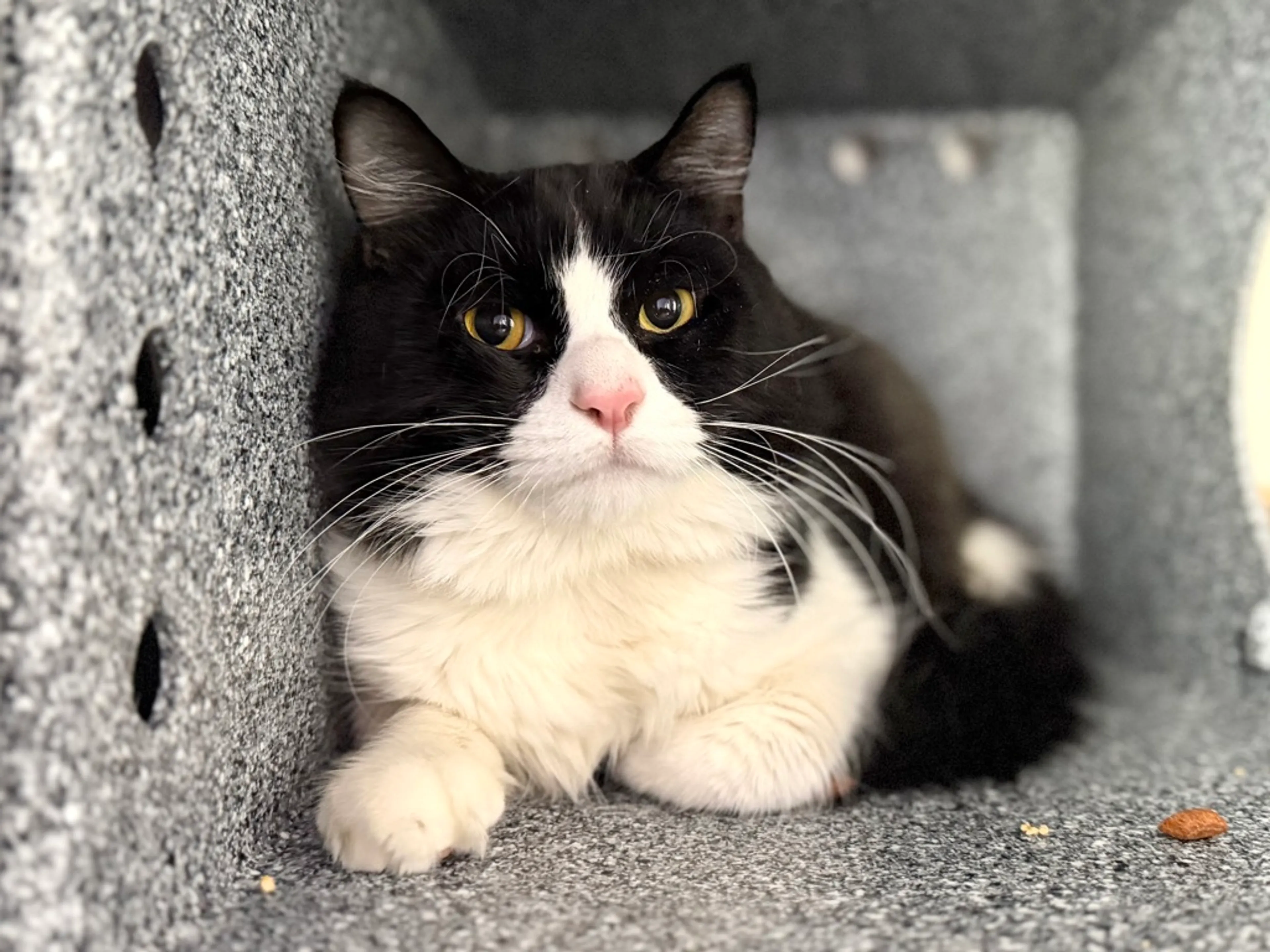 Found pet-1