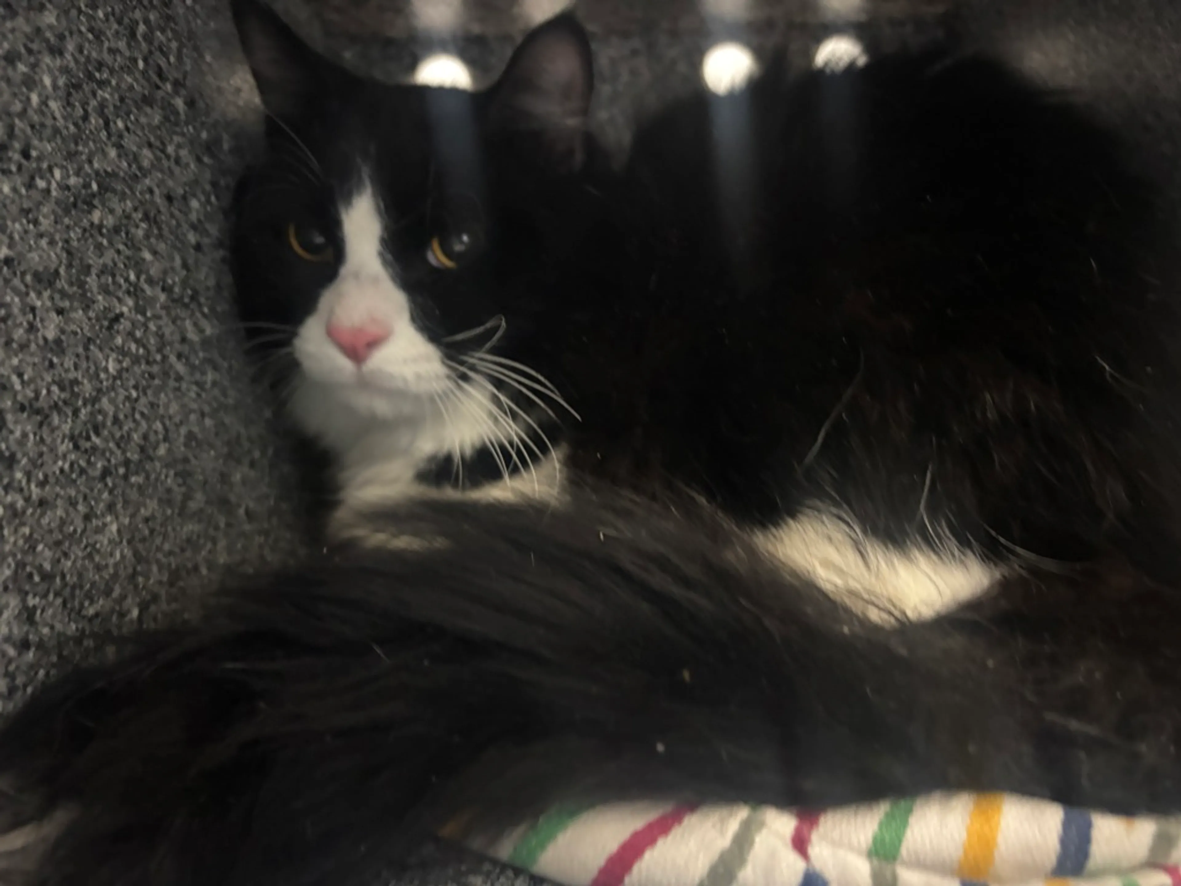 Found pet-3