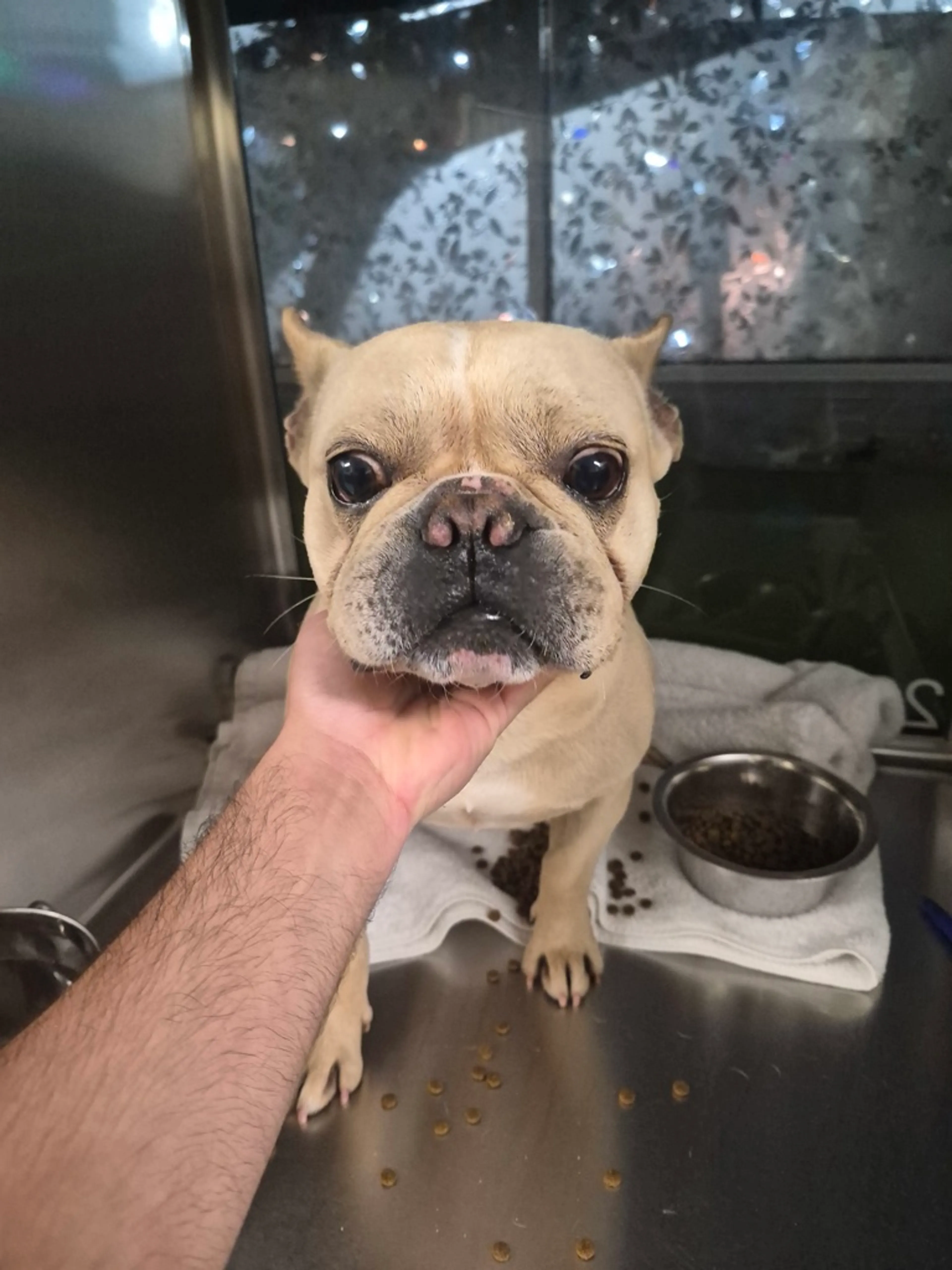 Found pet-1