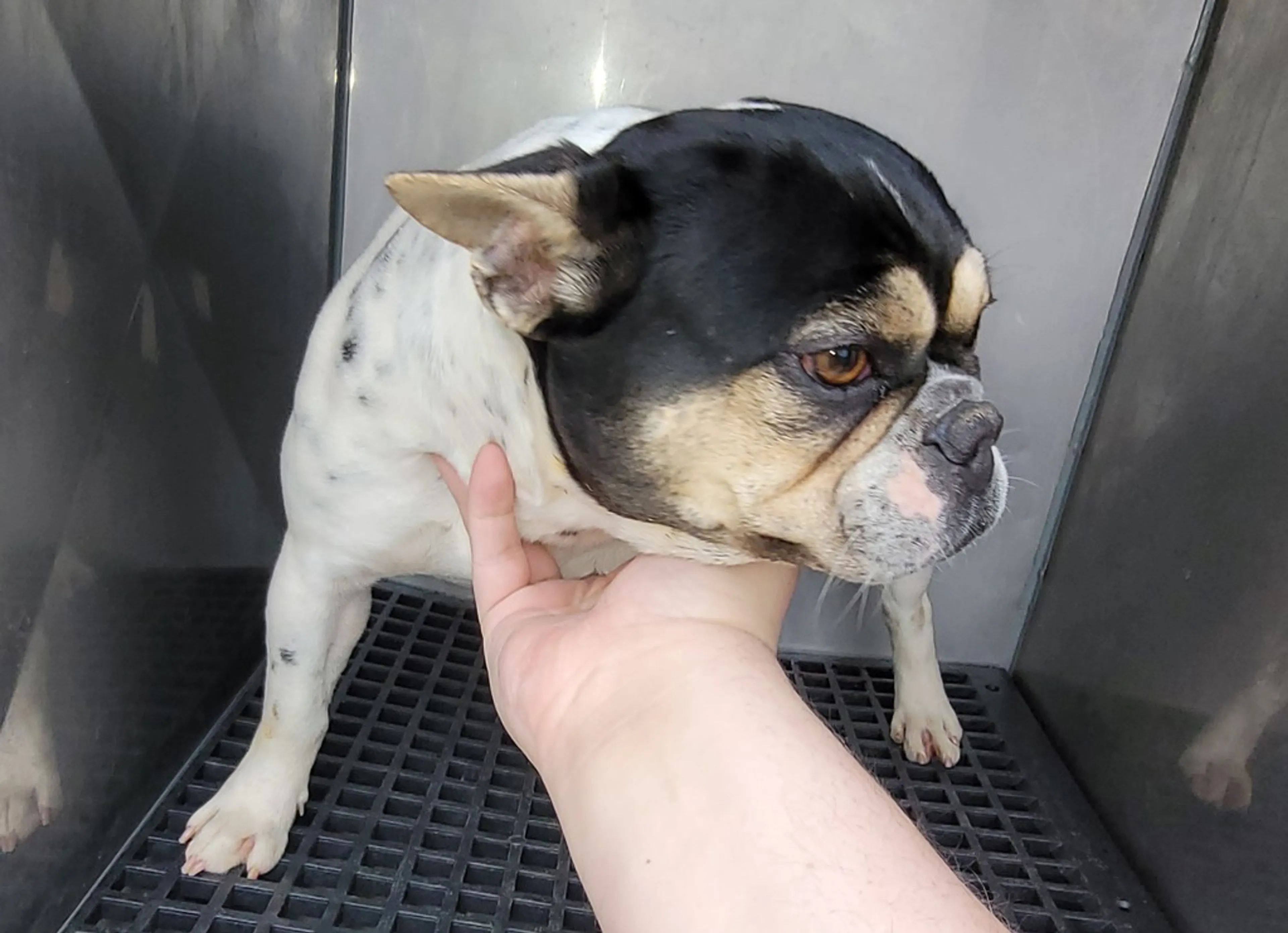 Found pet-1