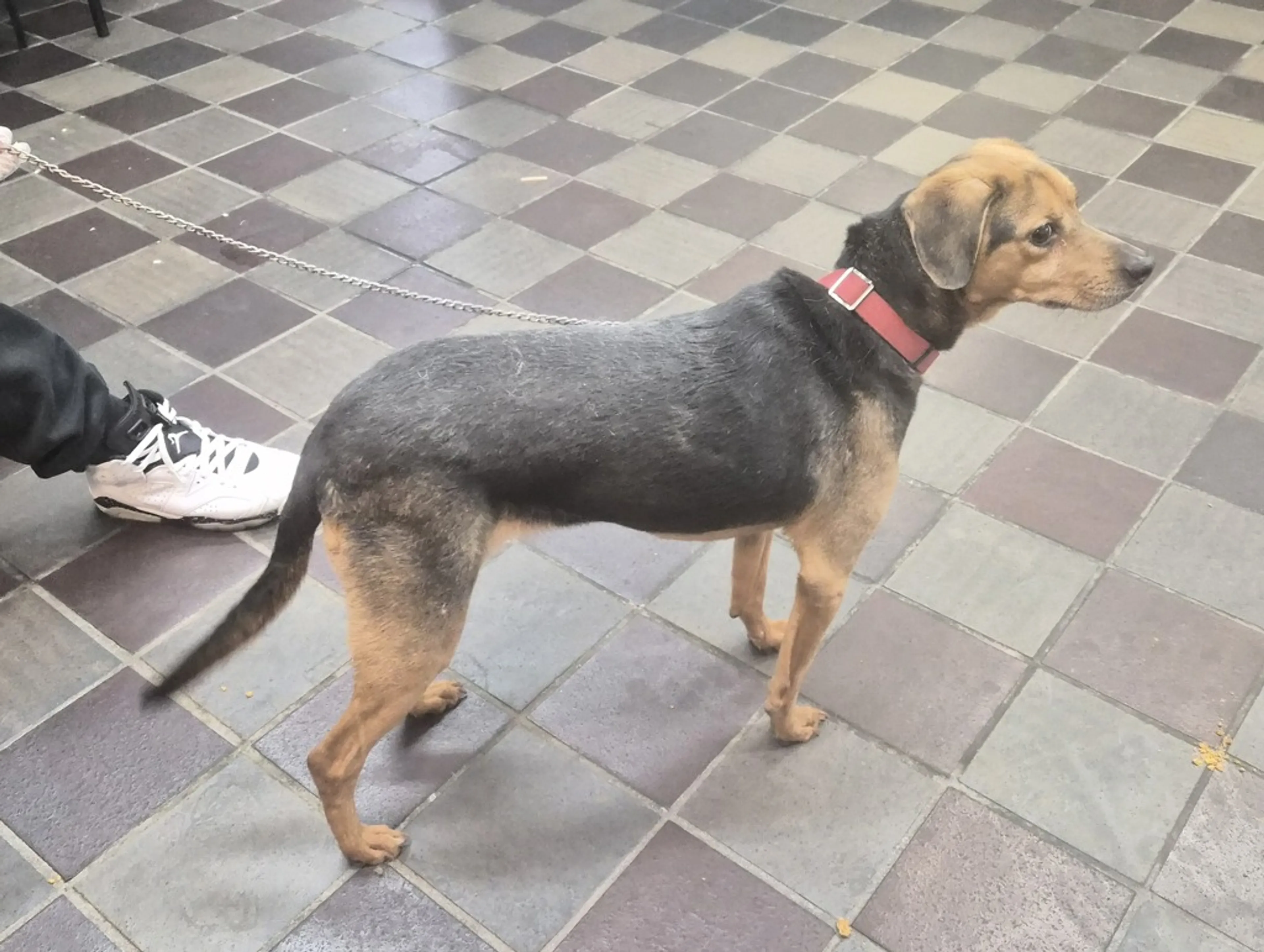 Found pet-2