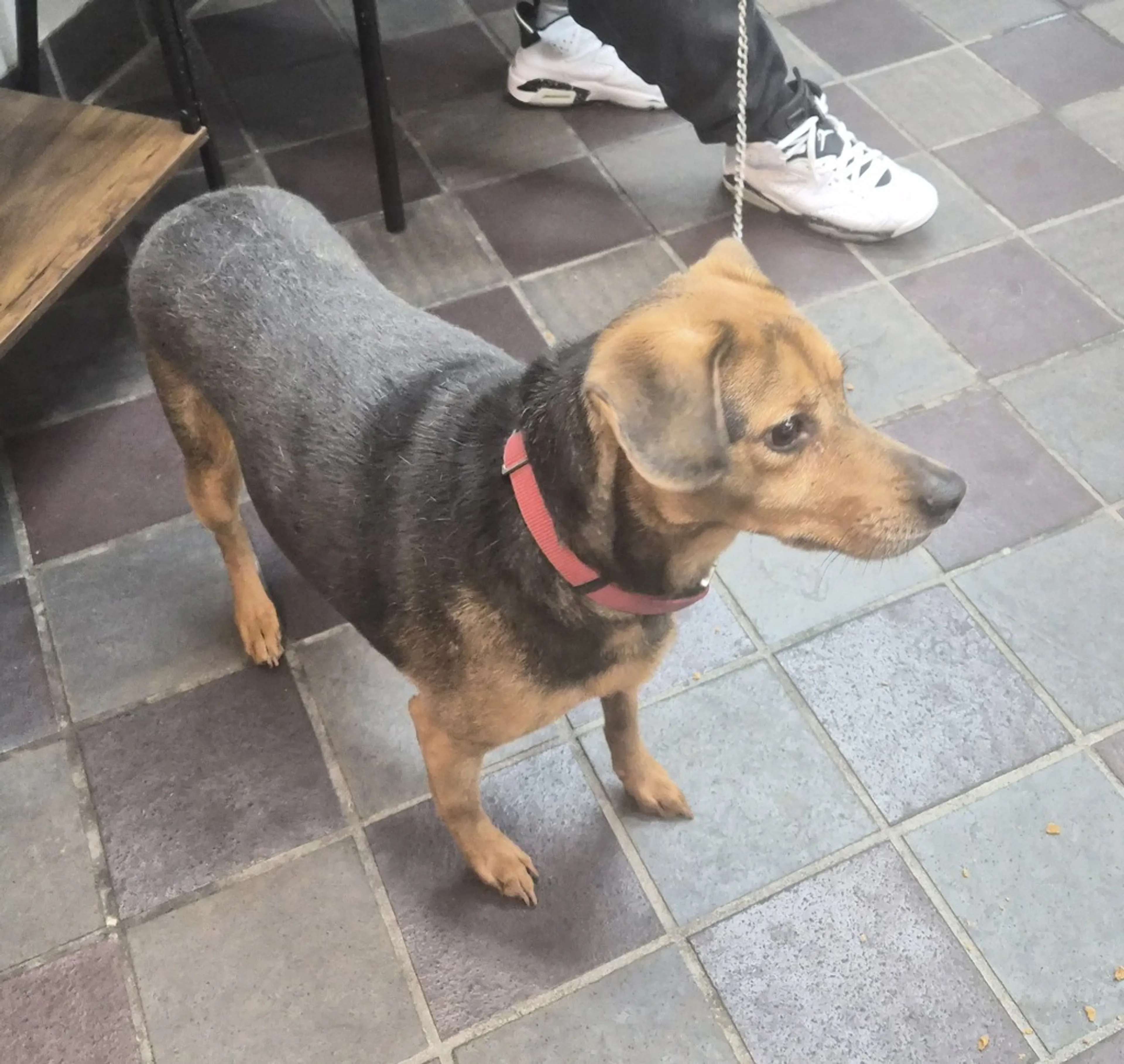 Found pet-1