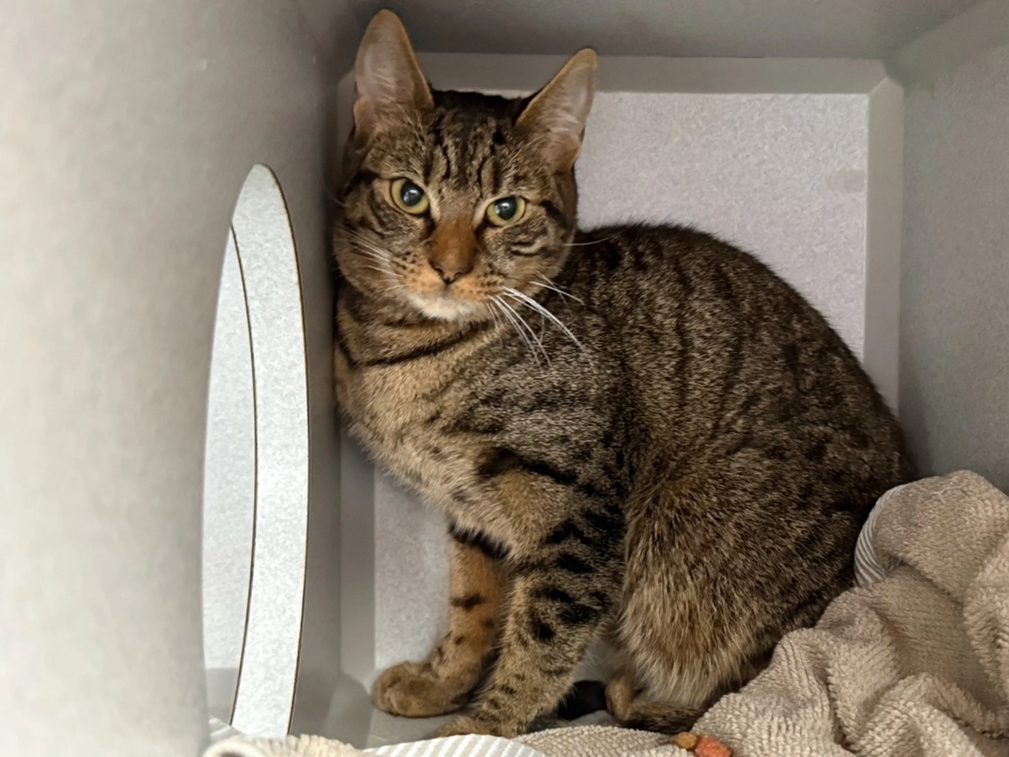 Found pet-2