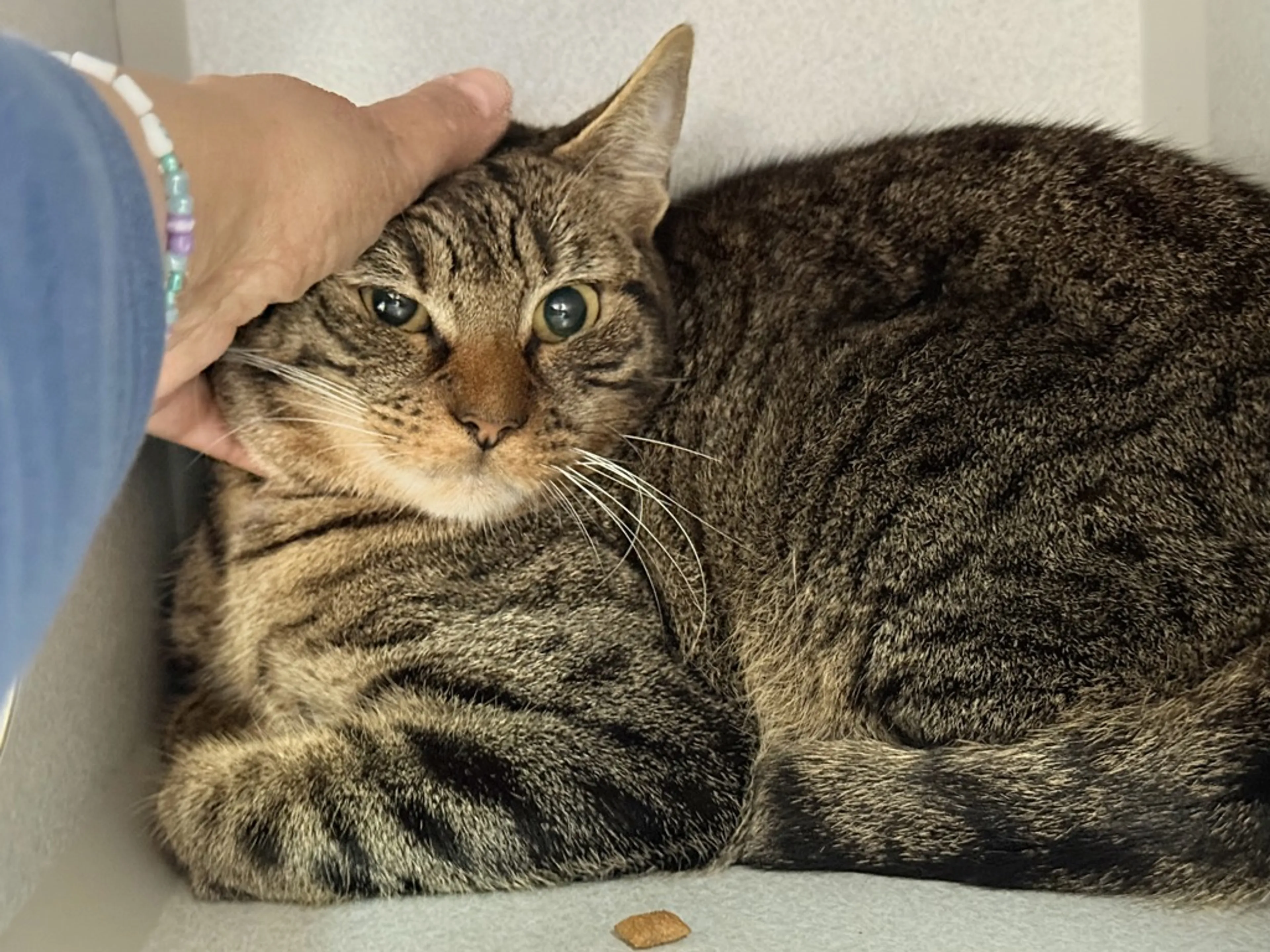Found pet-1