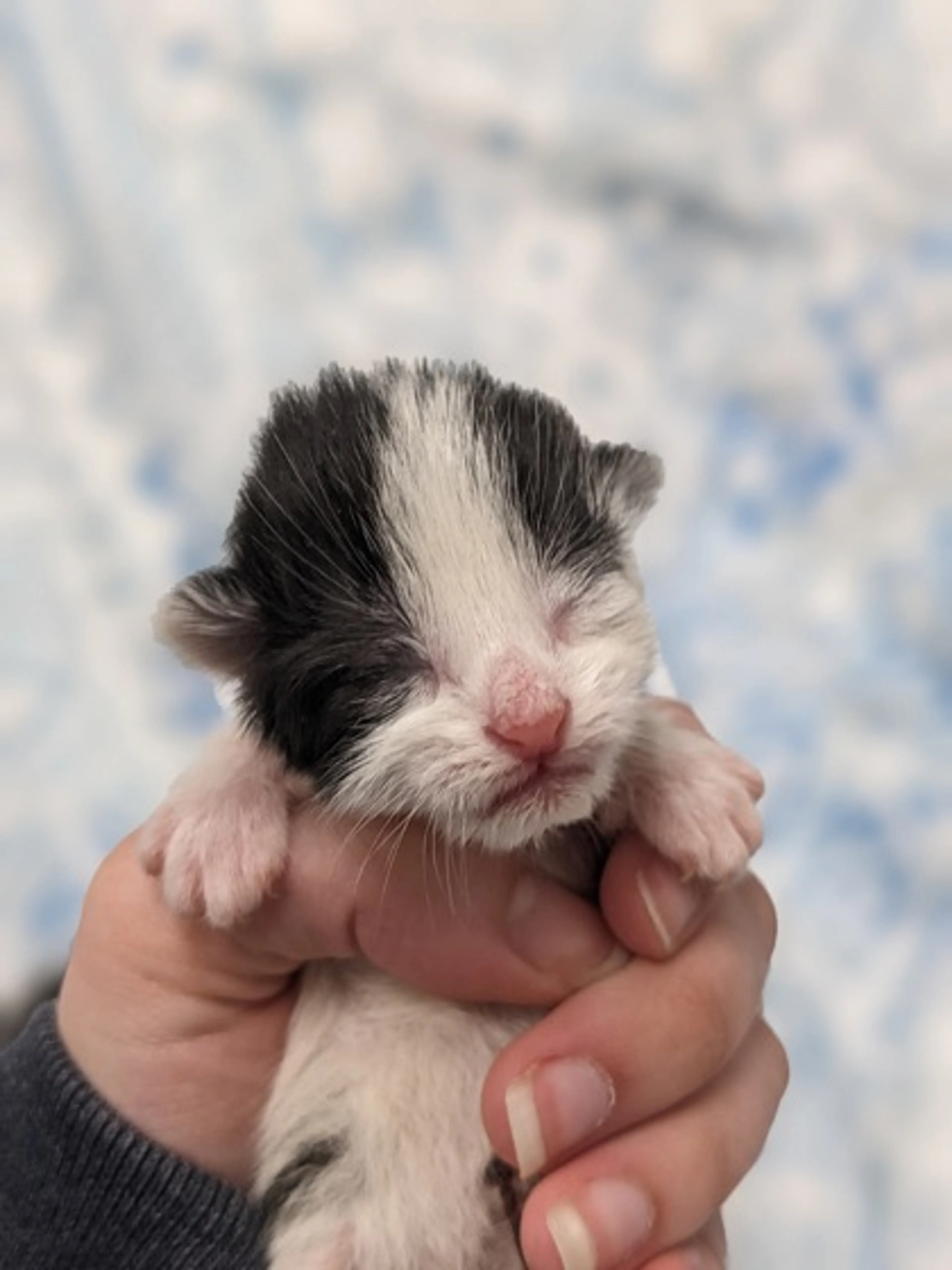Found pet