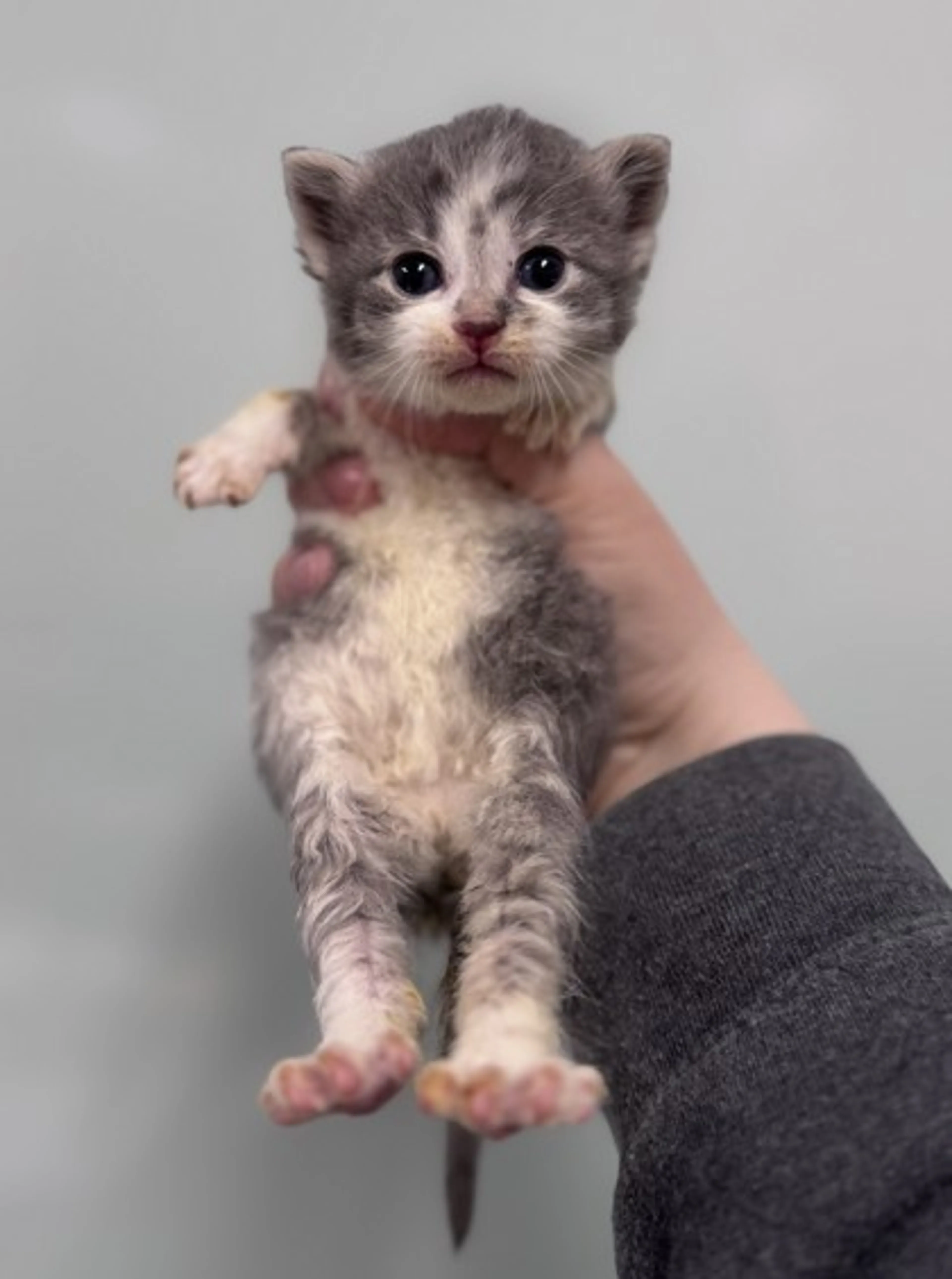 Found pet